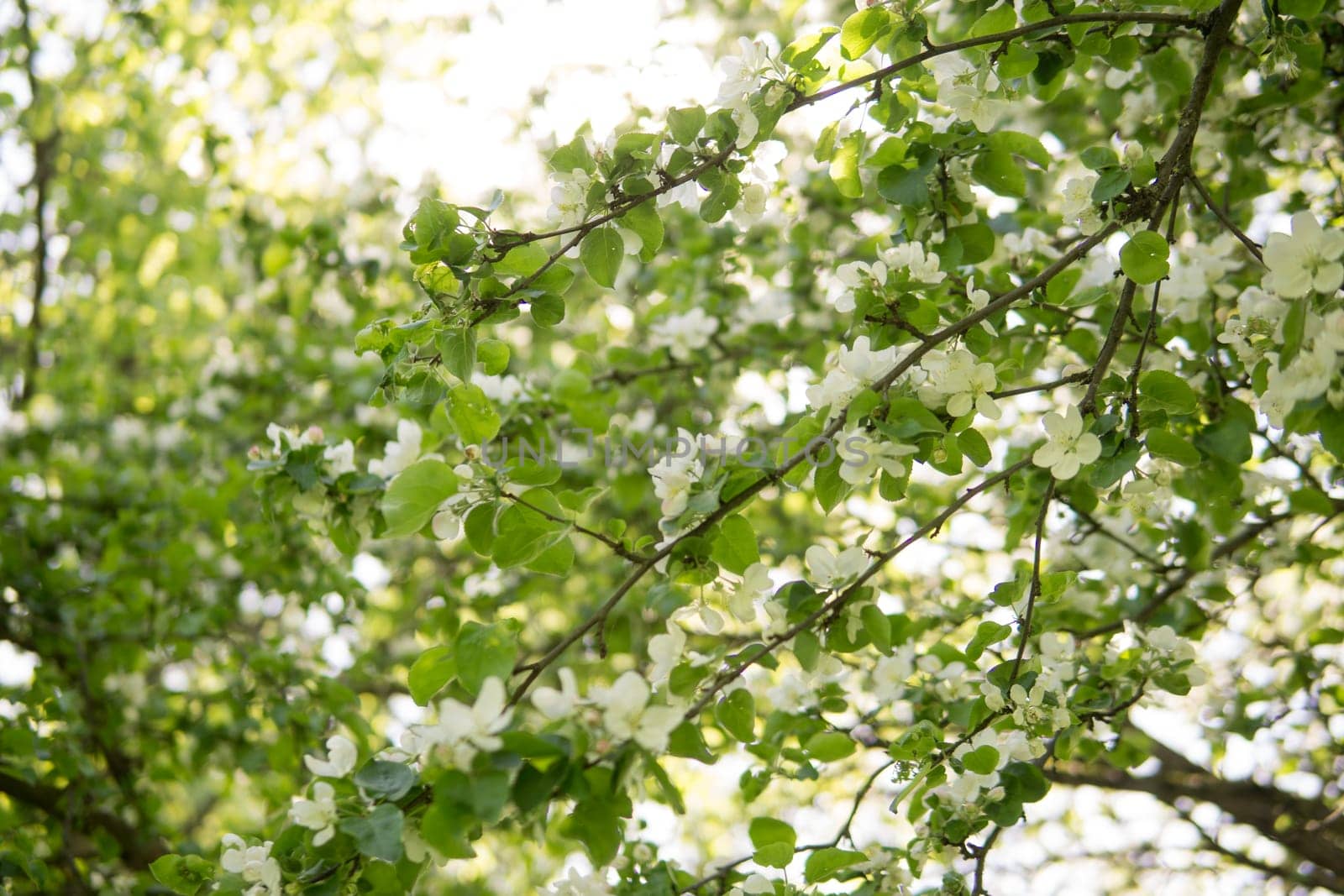 An apple tree in a blooming park, the general plan.Blooming branches of an apple tree with white flowers, a background of spring nature.