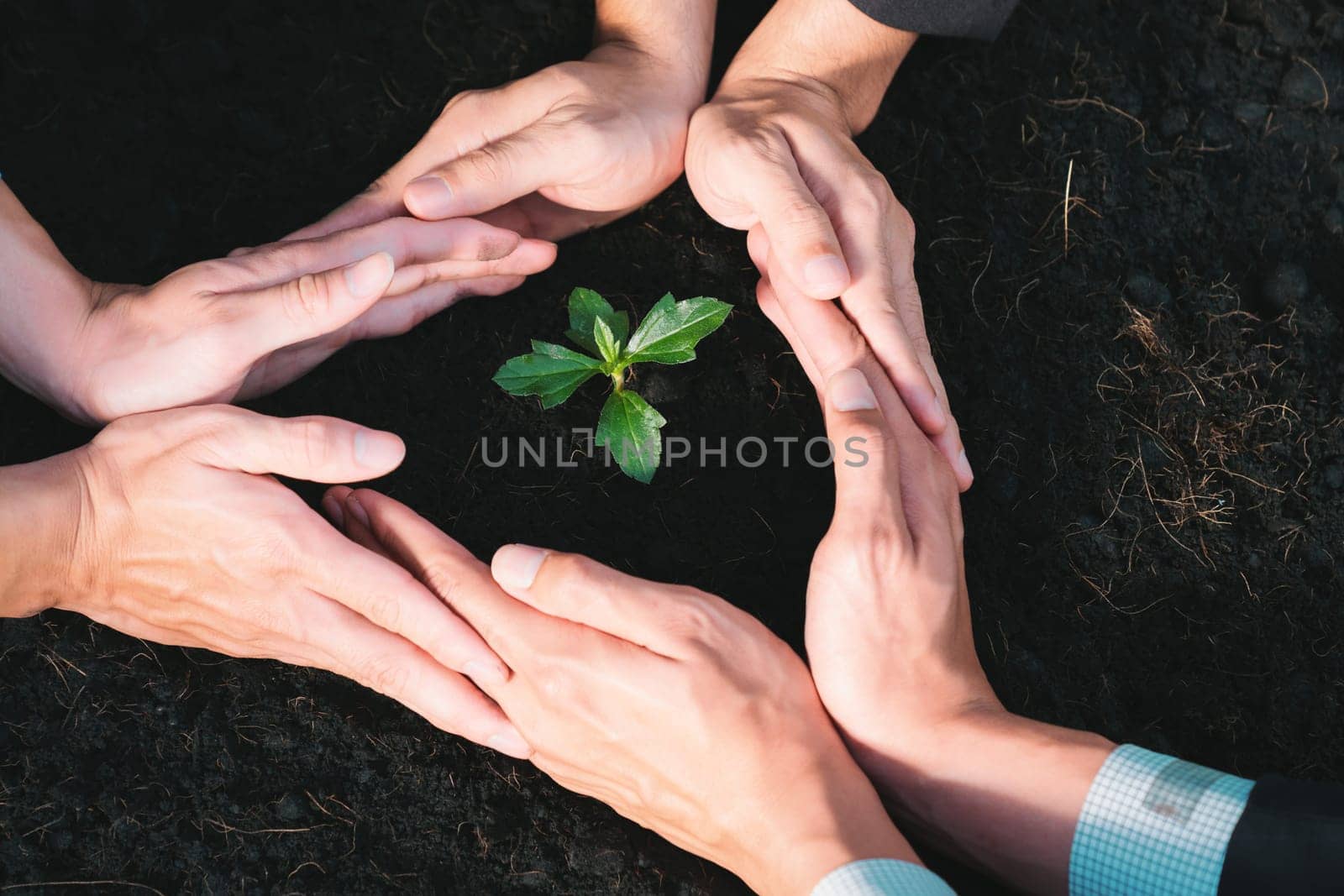 Top view group of businesspeople grow and nurture plant together on fertilized soil concept of eco company committed to CSR corporate social responsible principle, reducing CO2 emission. Gyre