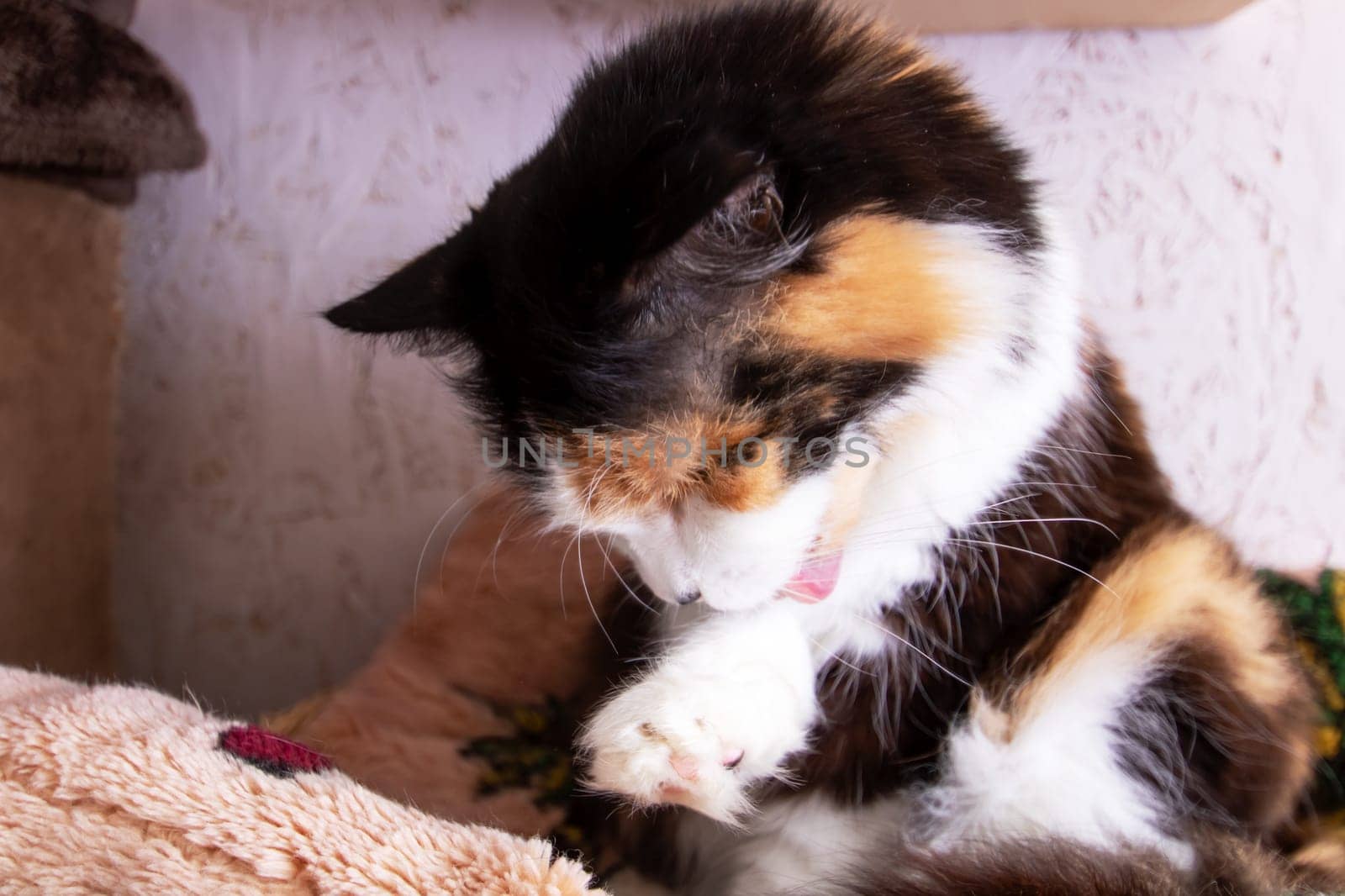 Funny tricolor cat at home, close up portrait