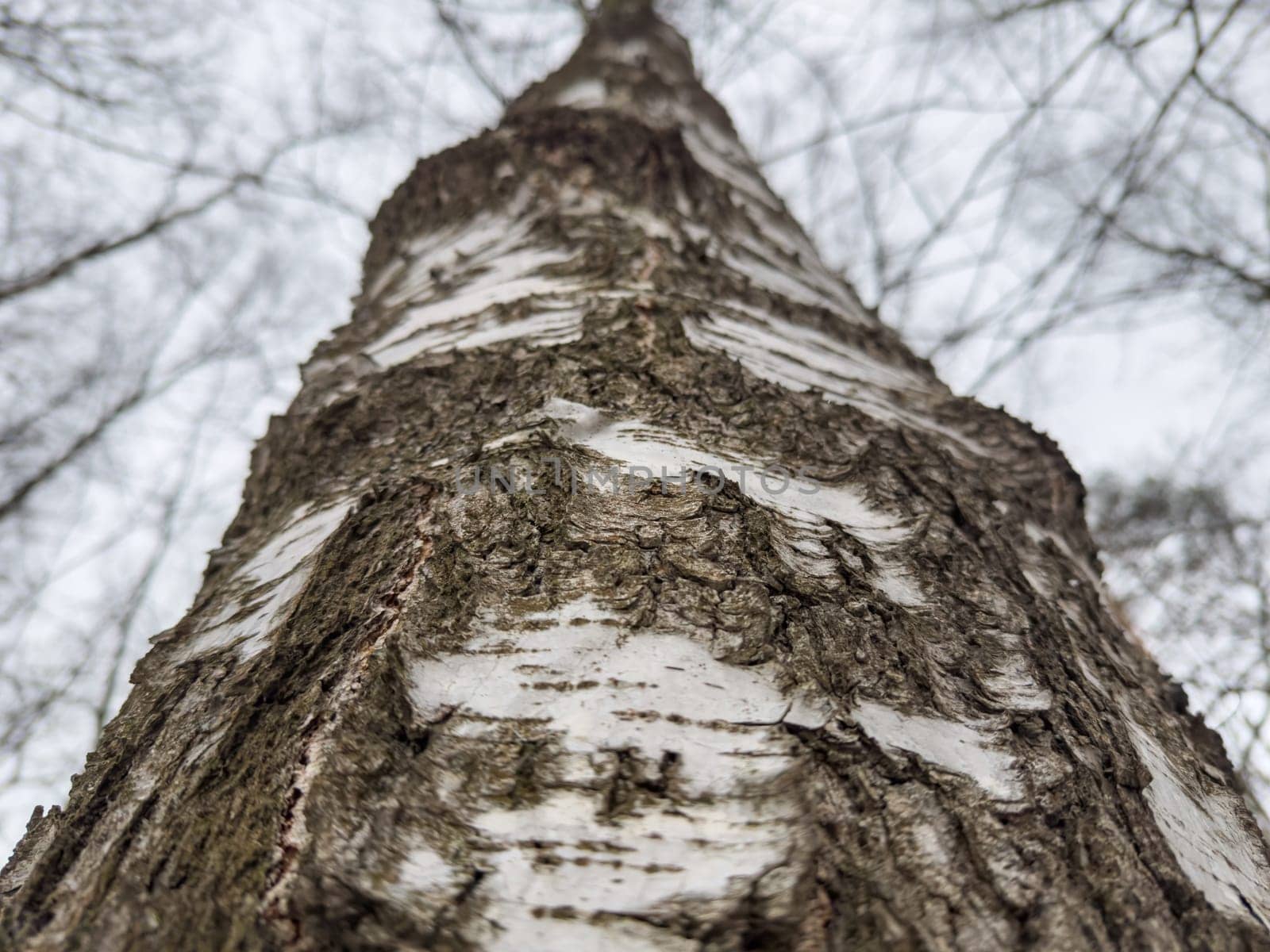 tree trunk, tree bark pattern by vladimirdrozdin