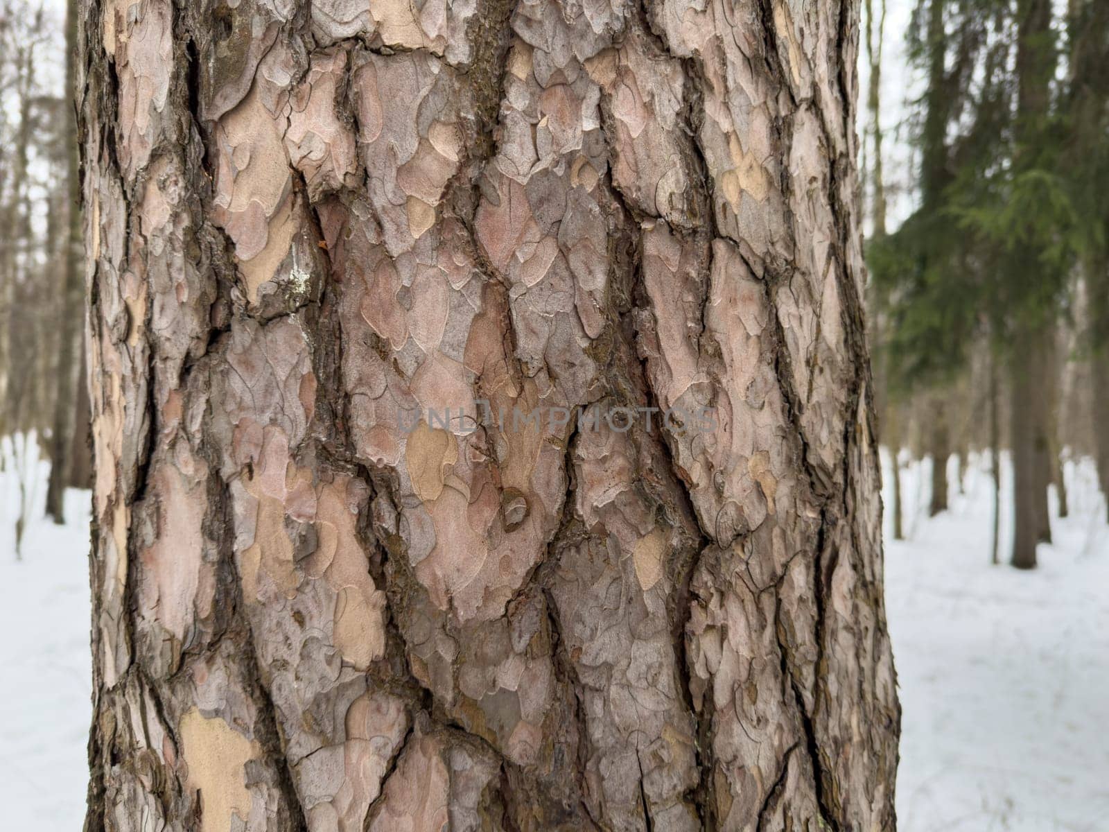 tree trunk, tree bark pattern by vladimirdrozdin