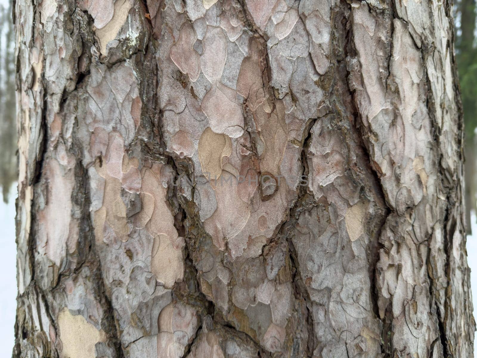 tree trunk, tree bark pattern by vladimirdrozdin