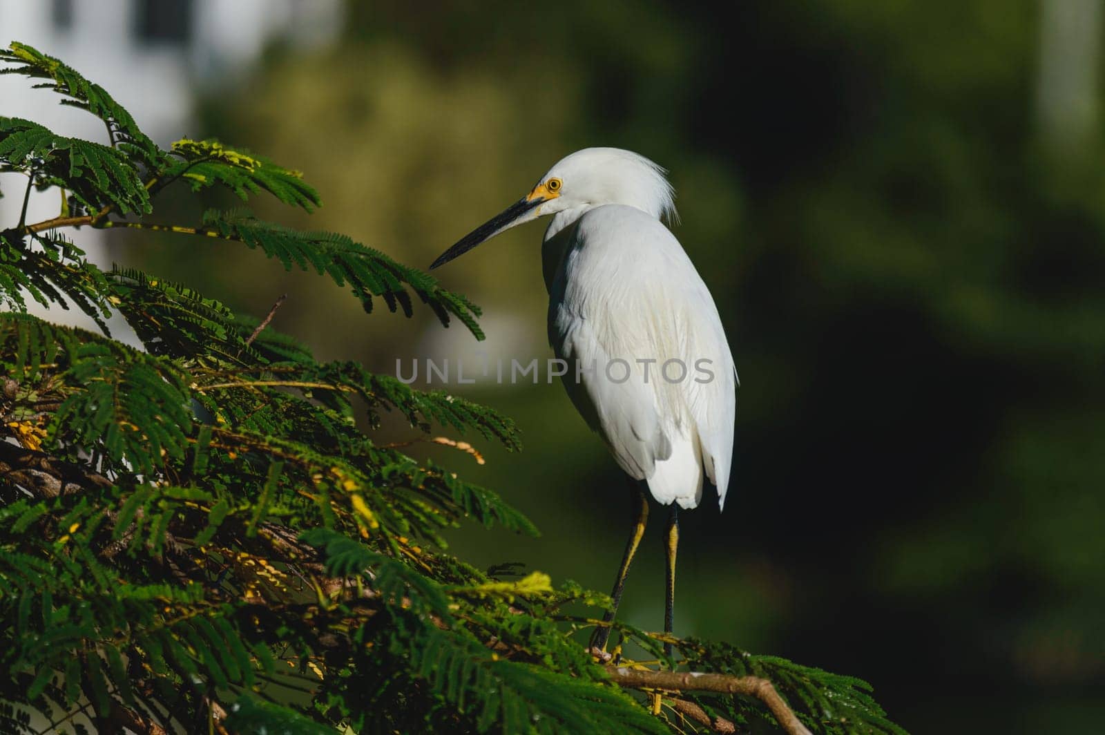Snowy Egret Perched in Tree in Late Afternoon Sunshine, Villahermosa, Tabasco by RobertPB