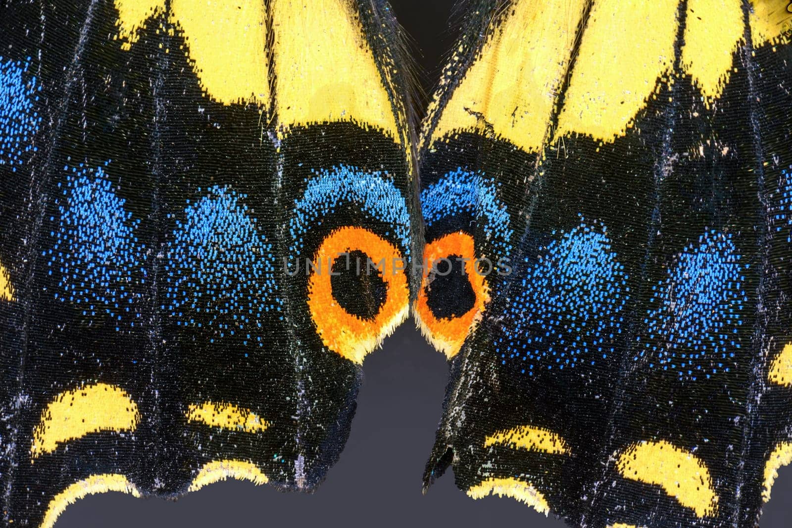 Anise Swallowtail Butterfly, Papilio zelicaon, Extreme Closeup of Wing Scales by RobertPB
