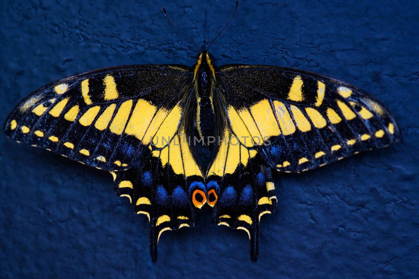 Anise Swallowtail Butterfly, Papilio zelicaon, Closeup in Rosarito, Baja California