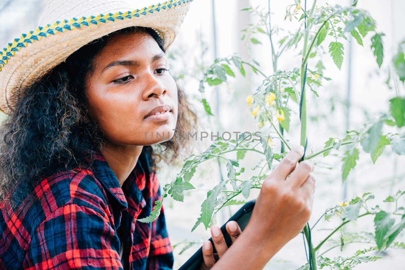 A farmer utilizes a tablet in a greenhouse examining tomato quality with precision by Sorapop
