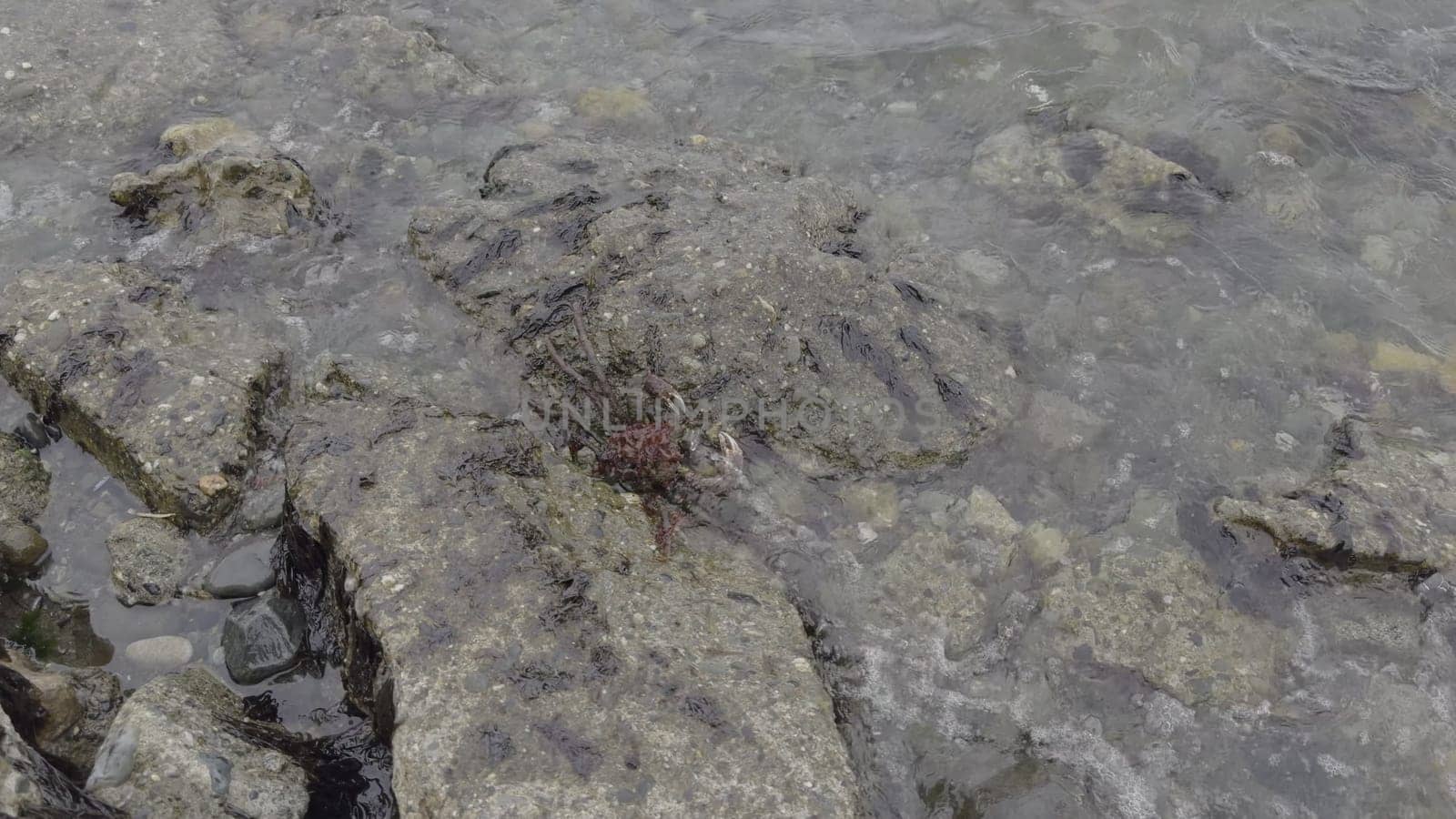 Slow-mo footage shows a camouflaged Magellanic king crab hiding among rocks and seaweed, poised for prey.