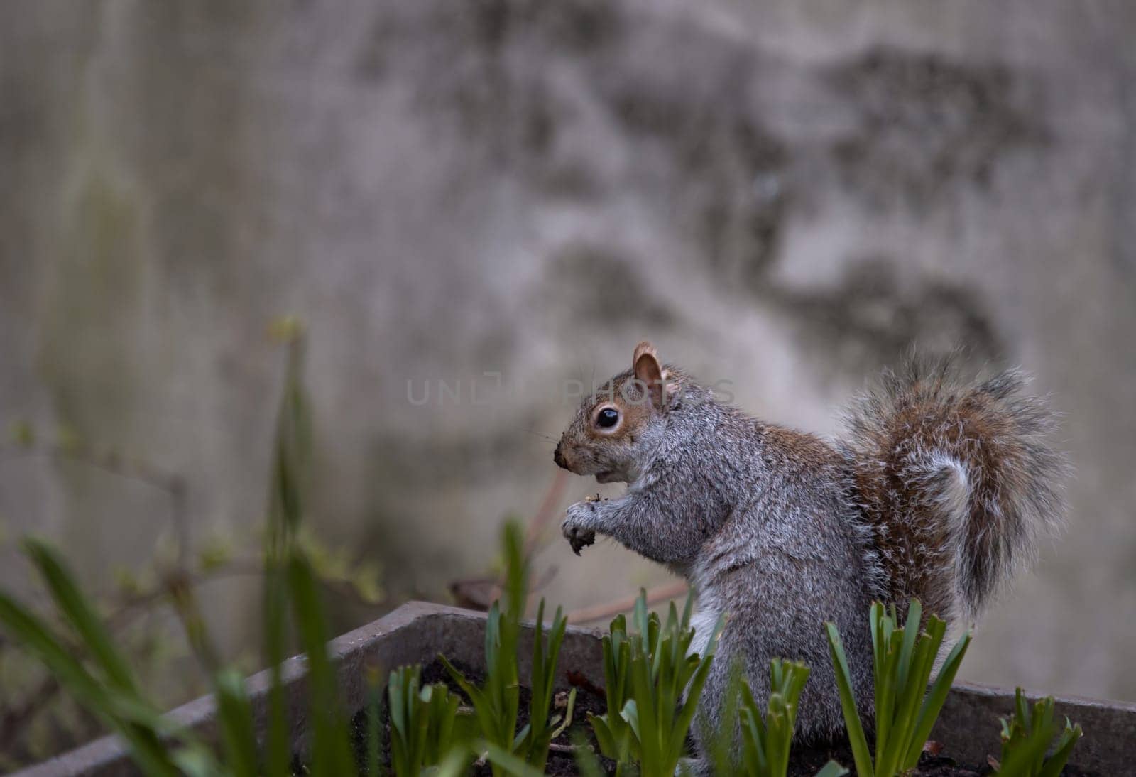 Side view of A cute Eastern Gray Squirrel (Sciurus carolinensis) is standing on its hind legs in the park. Space for text, Selective focus.