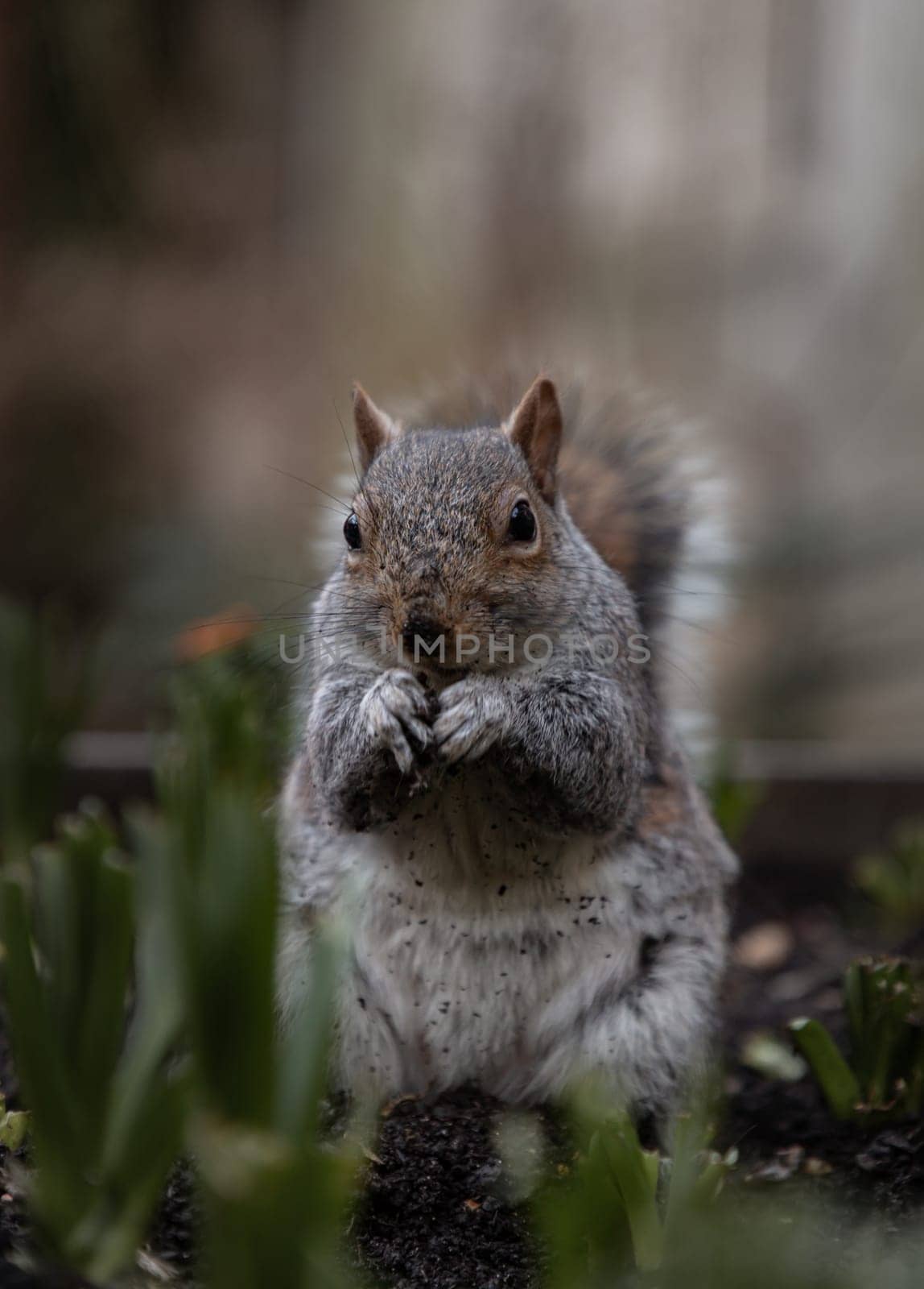 A cute Eastern Gray Squirrel (Sciurus carolinensis) is standing on its hind legs in the park. Space for text, Selective focus.