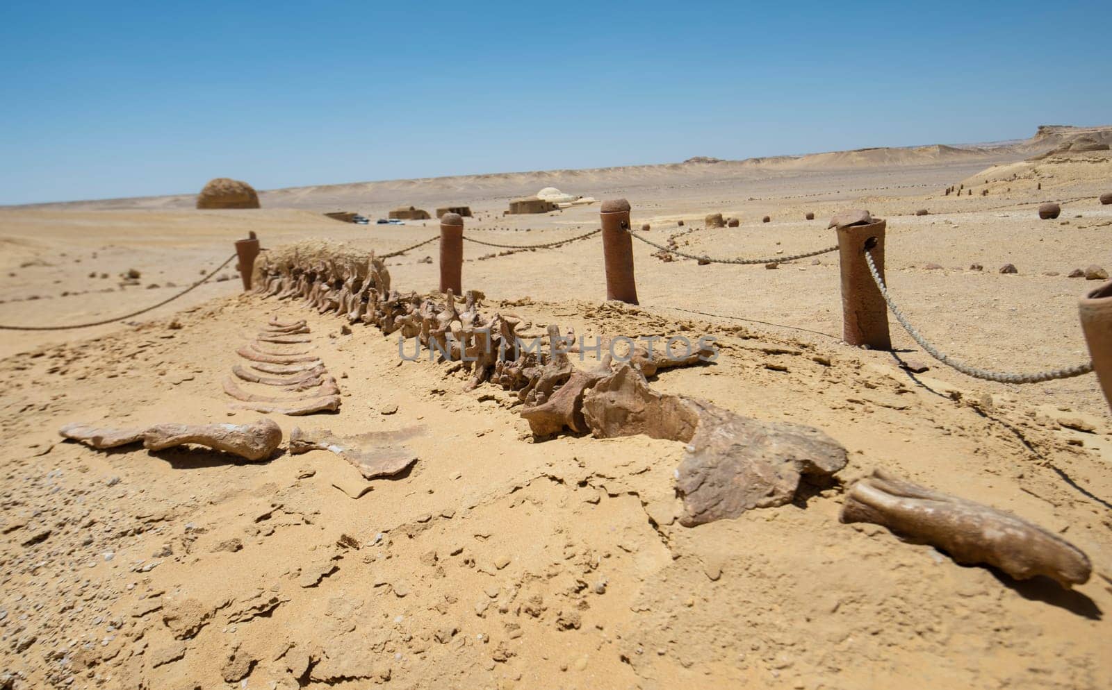 Barren desert landscape in hot climate with fossil skeleton by paulvinten