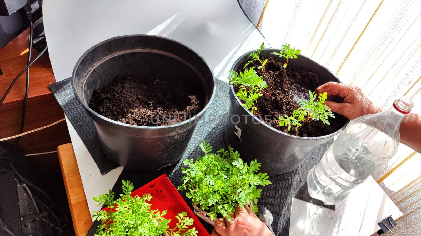 Planting marigold flowers in a pot. Reproduction of plants in spring. Young flower shoots and greenery for the garden. The hands of elderly woman, bucket of earth, green bushes and twigs with leaves