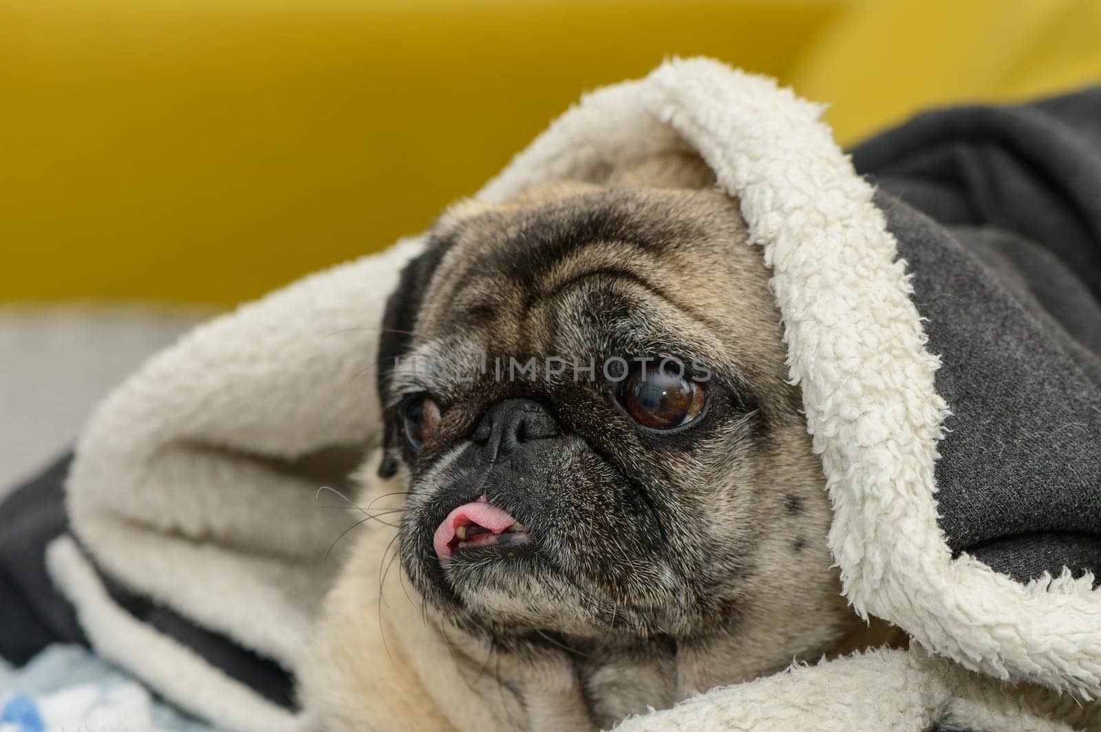 pug under a blanket on the sofa 2