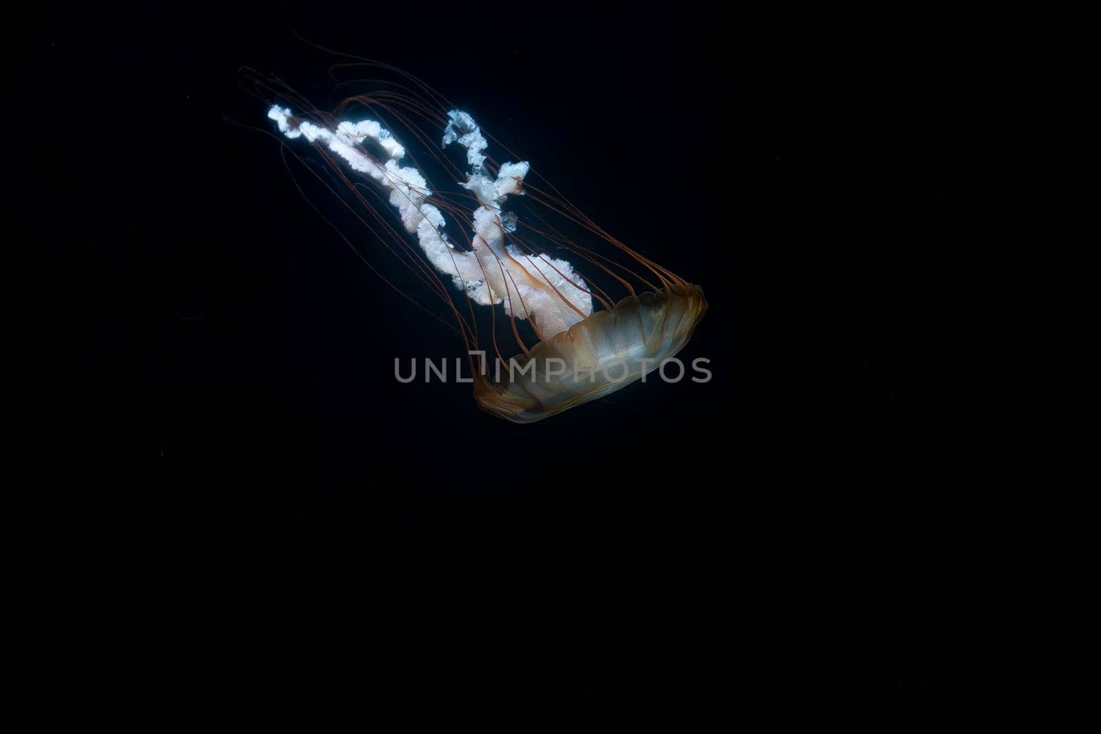 sea nettle chrysaora pasifica in dark water ready to catch plankton by compuinfoto