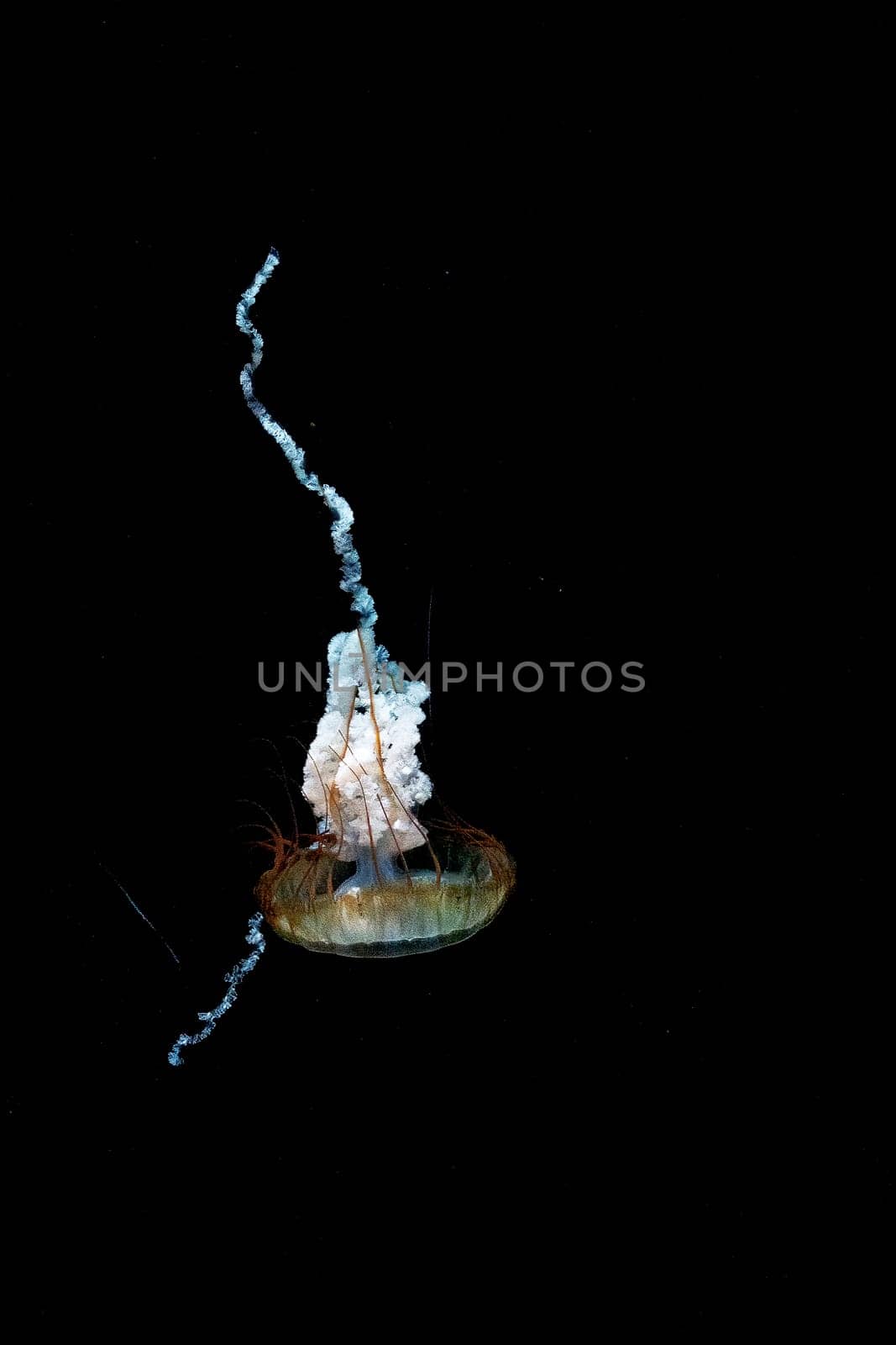 sea nettle chrysaora pasifica in dark water ready to catch plankton by compuinfoto