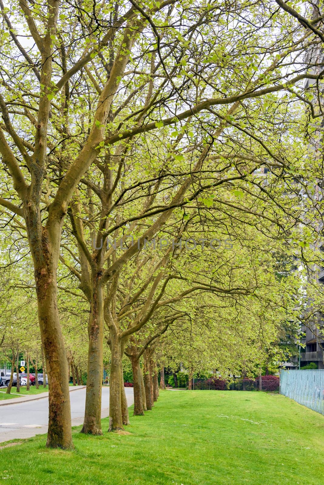 Green lawn and trees coming into leaves along the road in a city residetial area