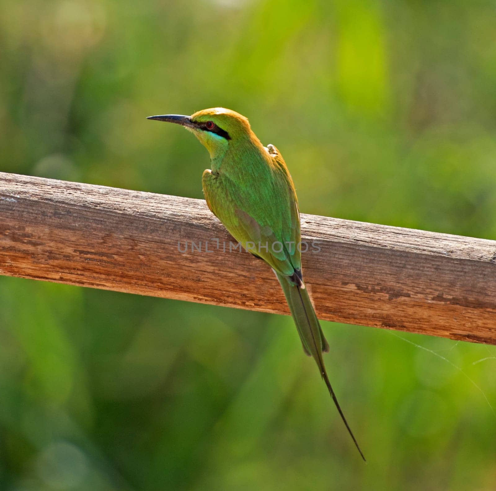 Little green bee-eater perched on fence in garden by paulvinten