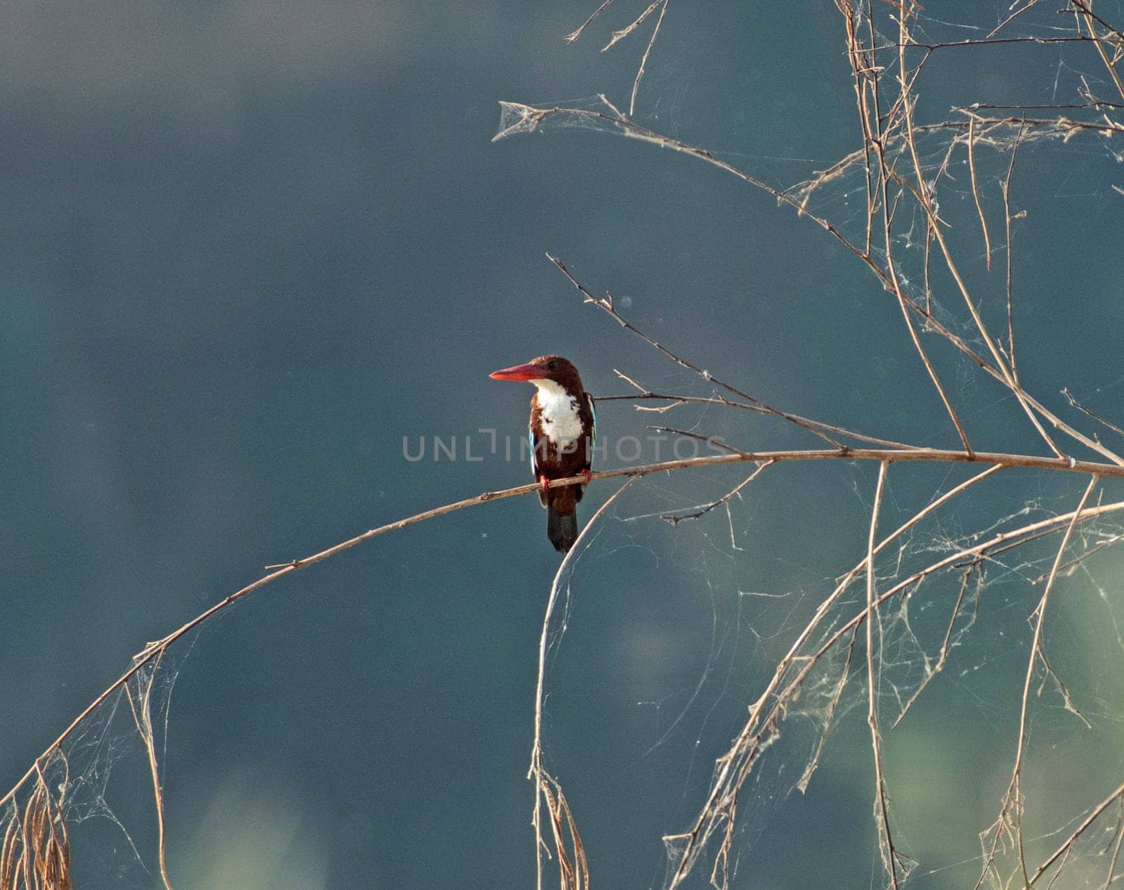 White-throated kingfisher bird Halcyon smyrnensis perched on a branch in tree next to river