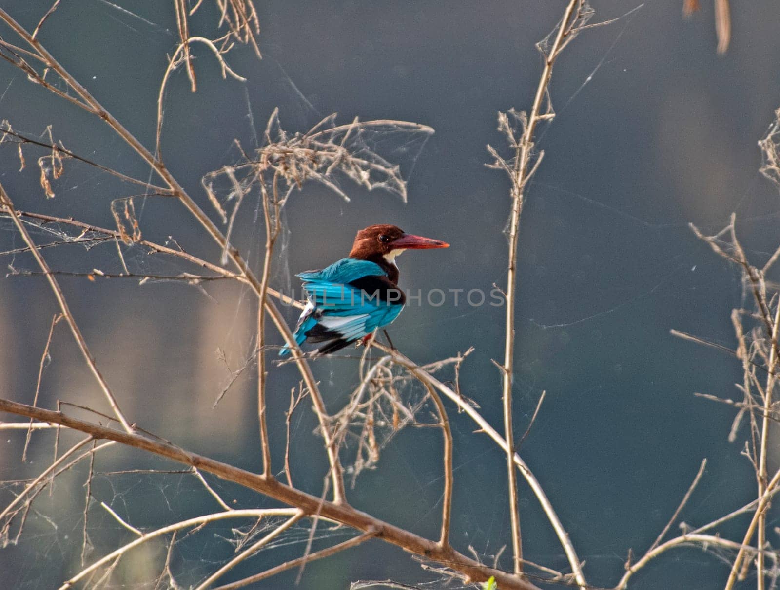 White-throated kingfisher perched on tree branch by paulvinten