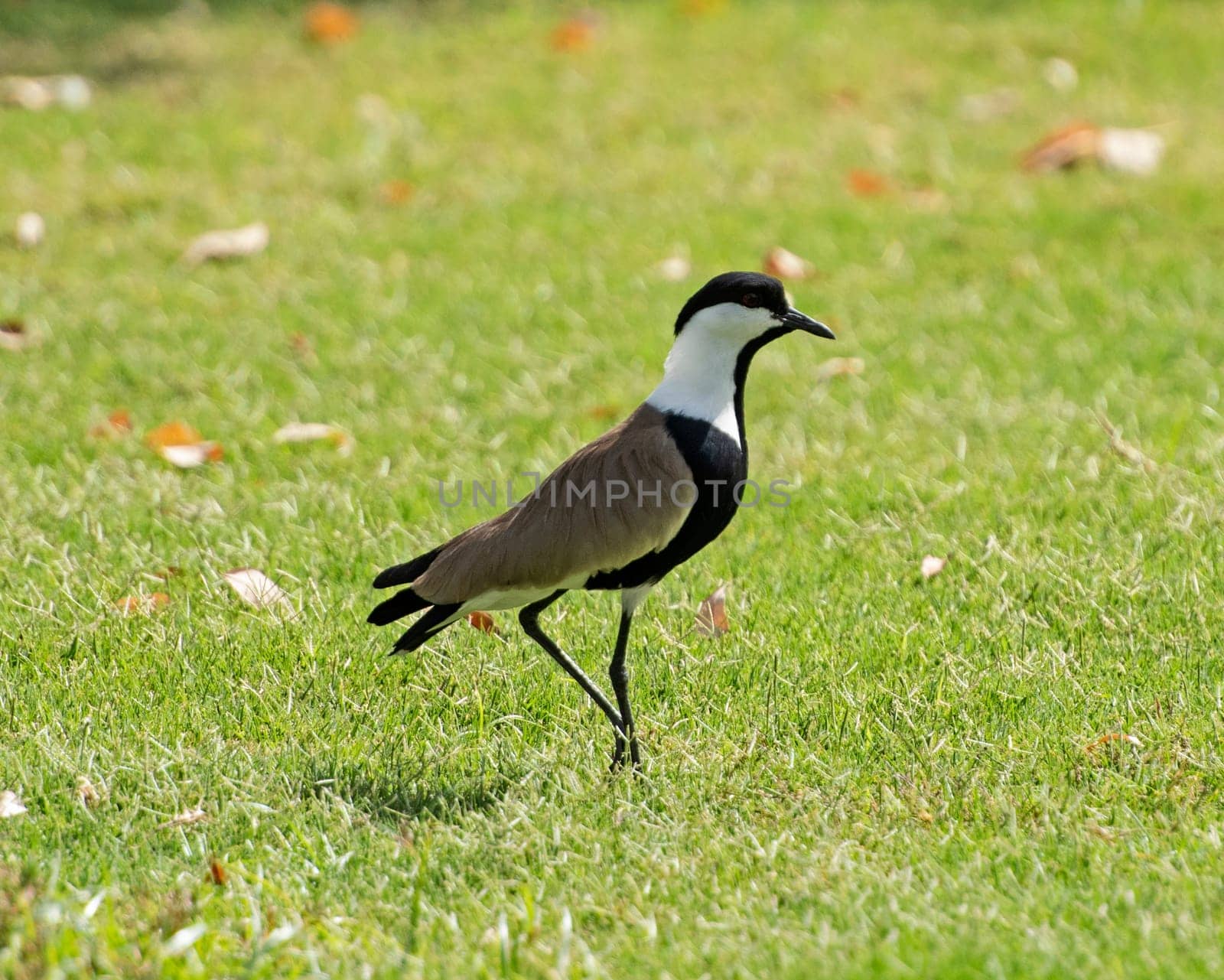 Spur winged lapwing stood on grass in garden by paulvinten