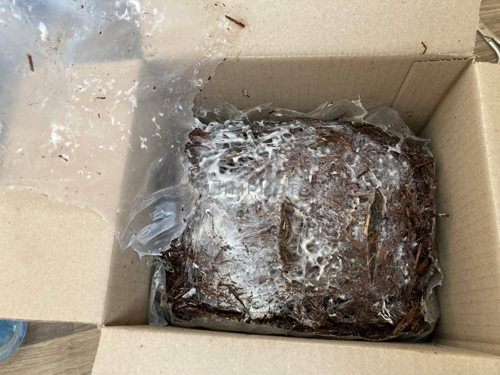 Preparation of soil and mycelium for growing the champignon mushrooms