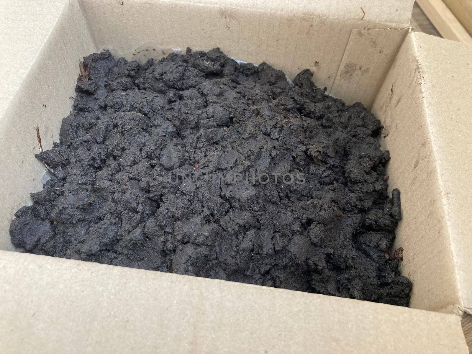 Preparation of soil and mycelium for growing the champignon mushrooms