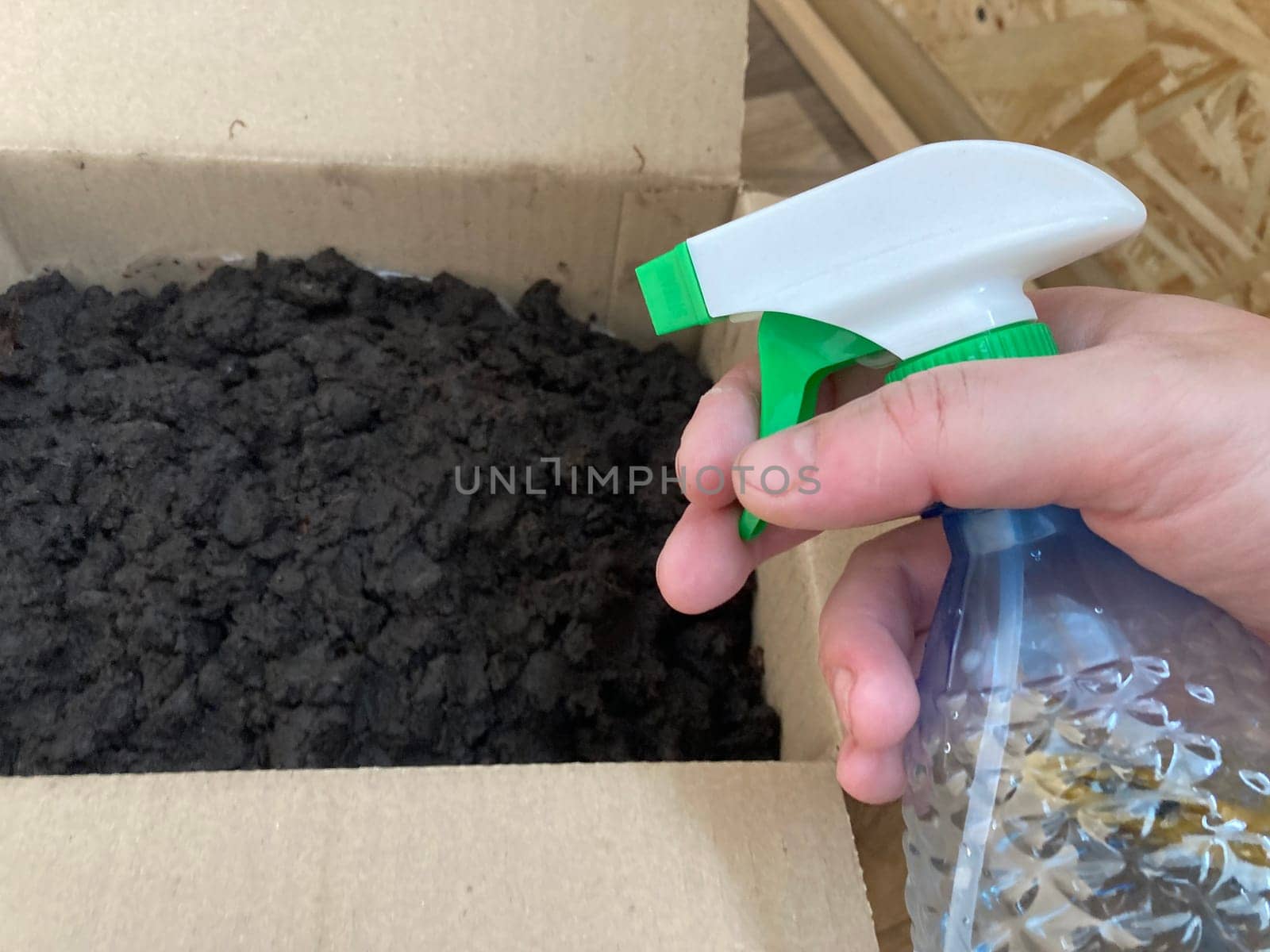 Preparation of soil and mycelium for growing the champignon mushrooms