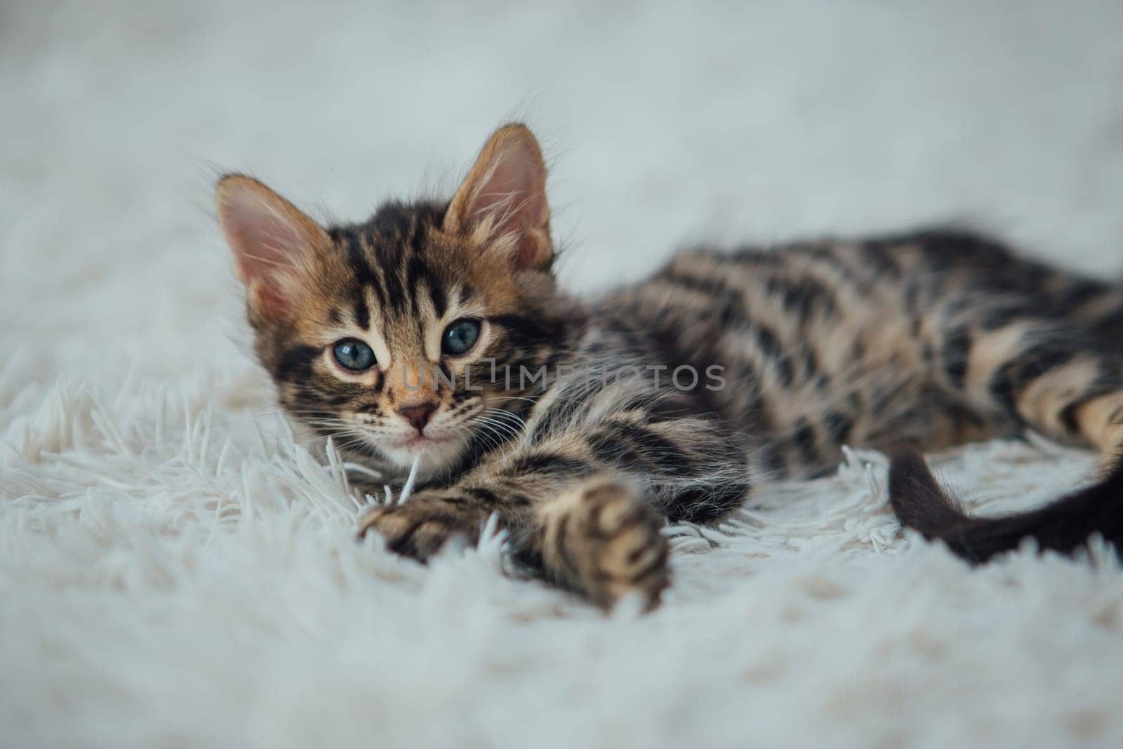 Little bengal kitten on the white fury blanket by Smile19