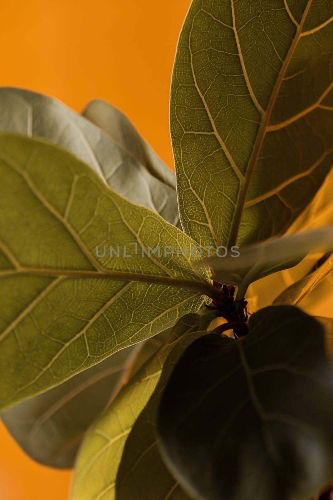 Close-up of plant leaves on orange background