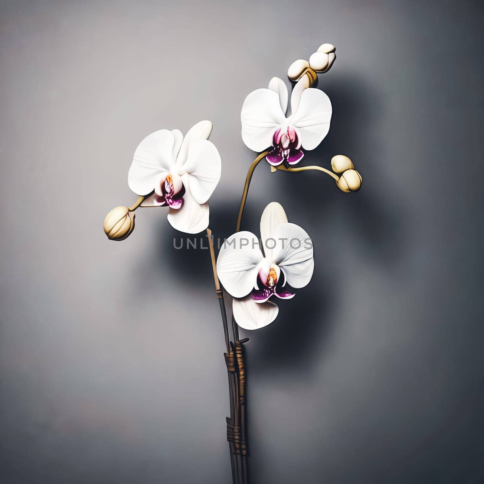 Minimalist background featuring a single elegant orchid against a soft, neutral backdrop.