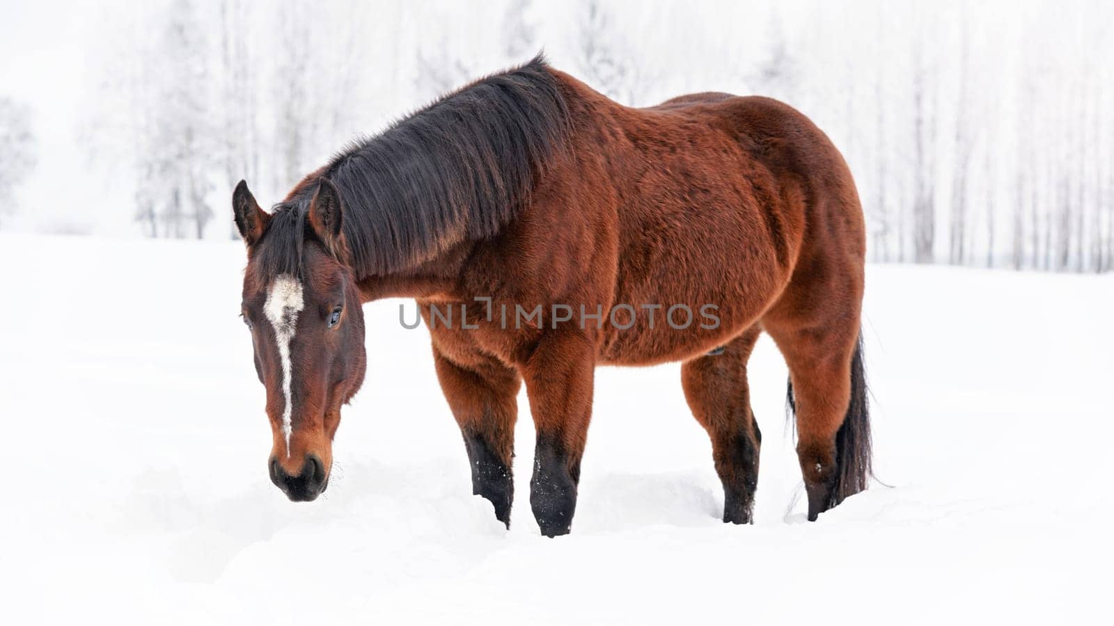 Dark brown horse walks on snow covered field, head down by Ivanko