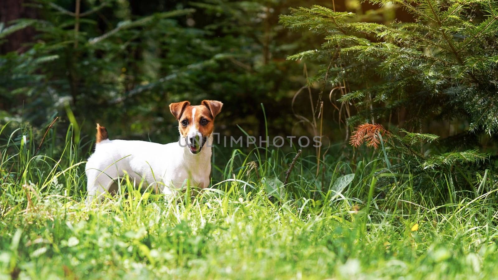 Small Jack Russell terrier standing in grass, view from side, blurred trees background by Ivanko