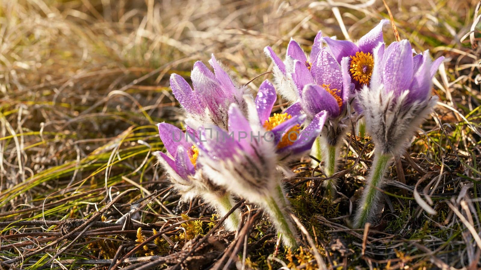 Group of purple greater pasque flower - Pulsatilla grandis - growing in dry grass, close up detail