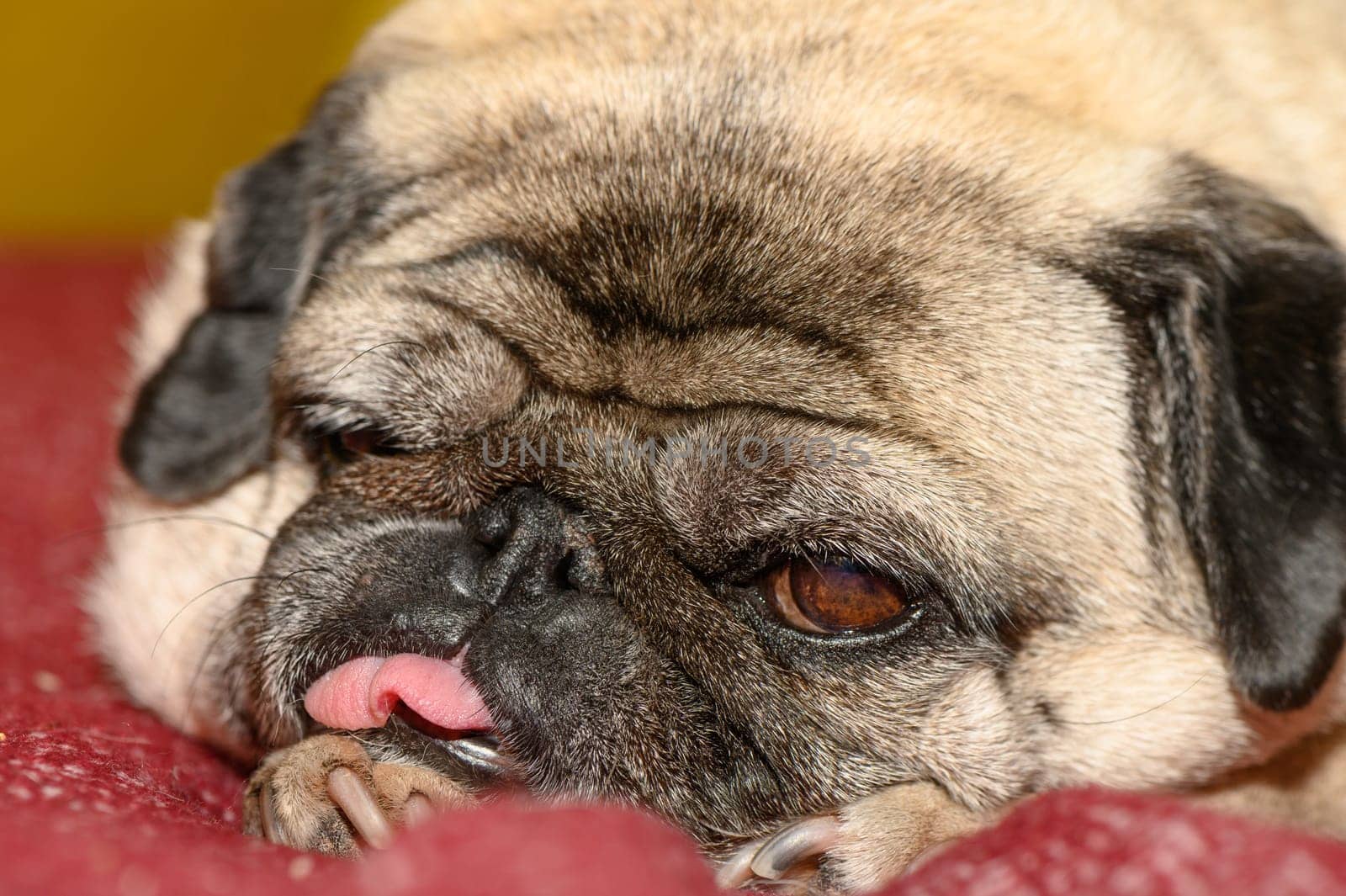 pug lies on the sofa with his tongue hanging out 3