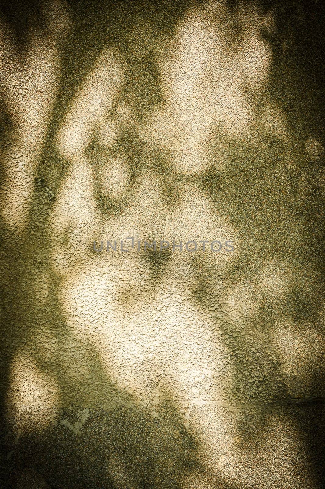 Shadow of leaves on grayish concrete wall texture background 1 by Mixa74