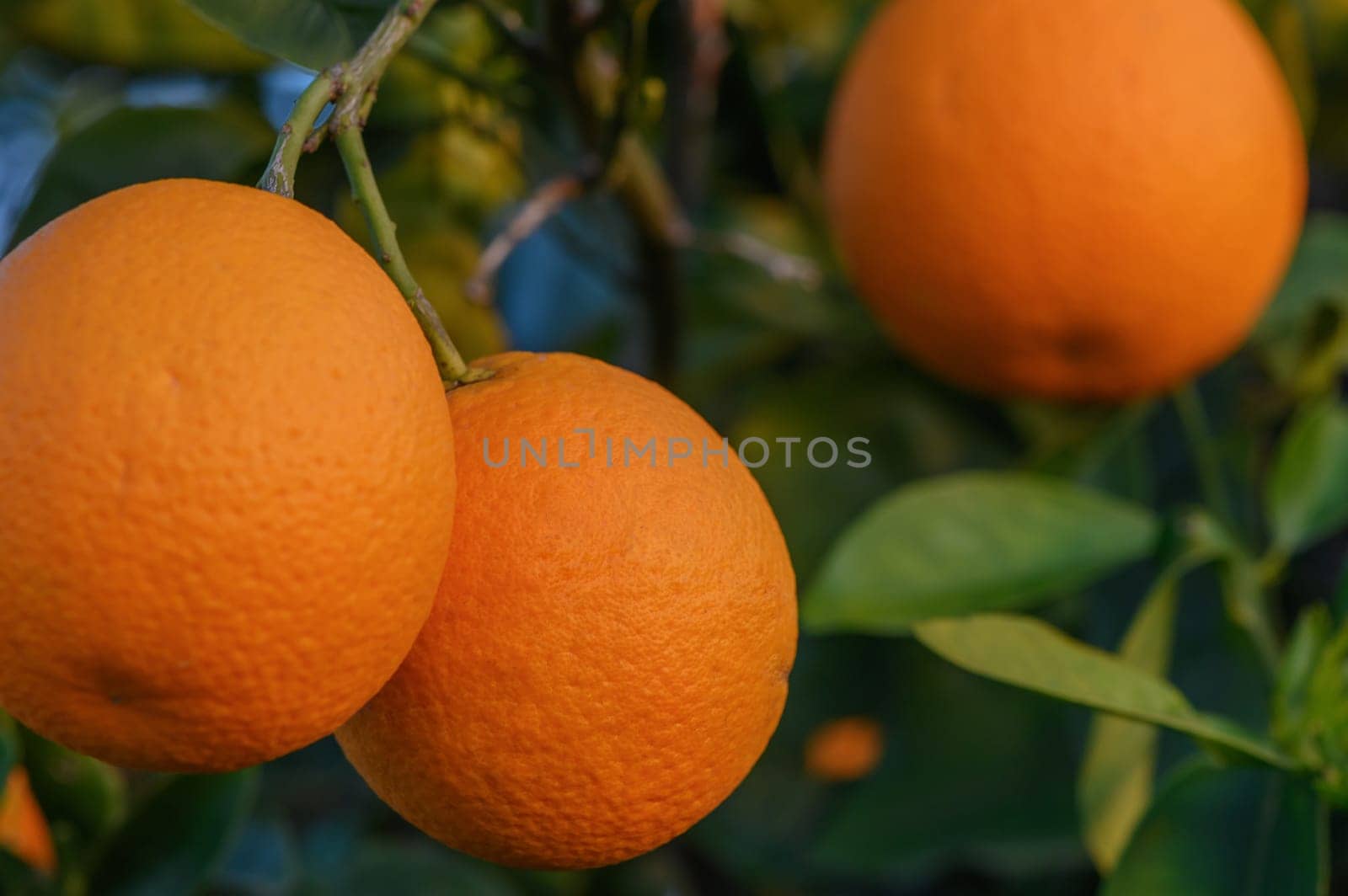 Ripe oranges on a tree in the sunset light 4