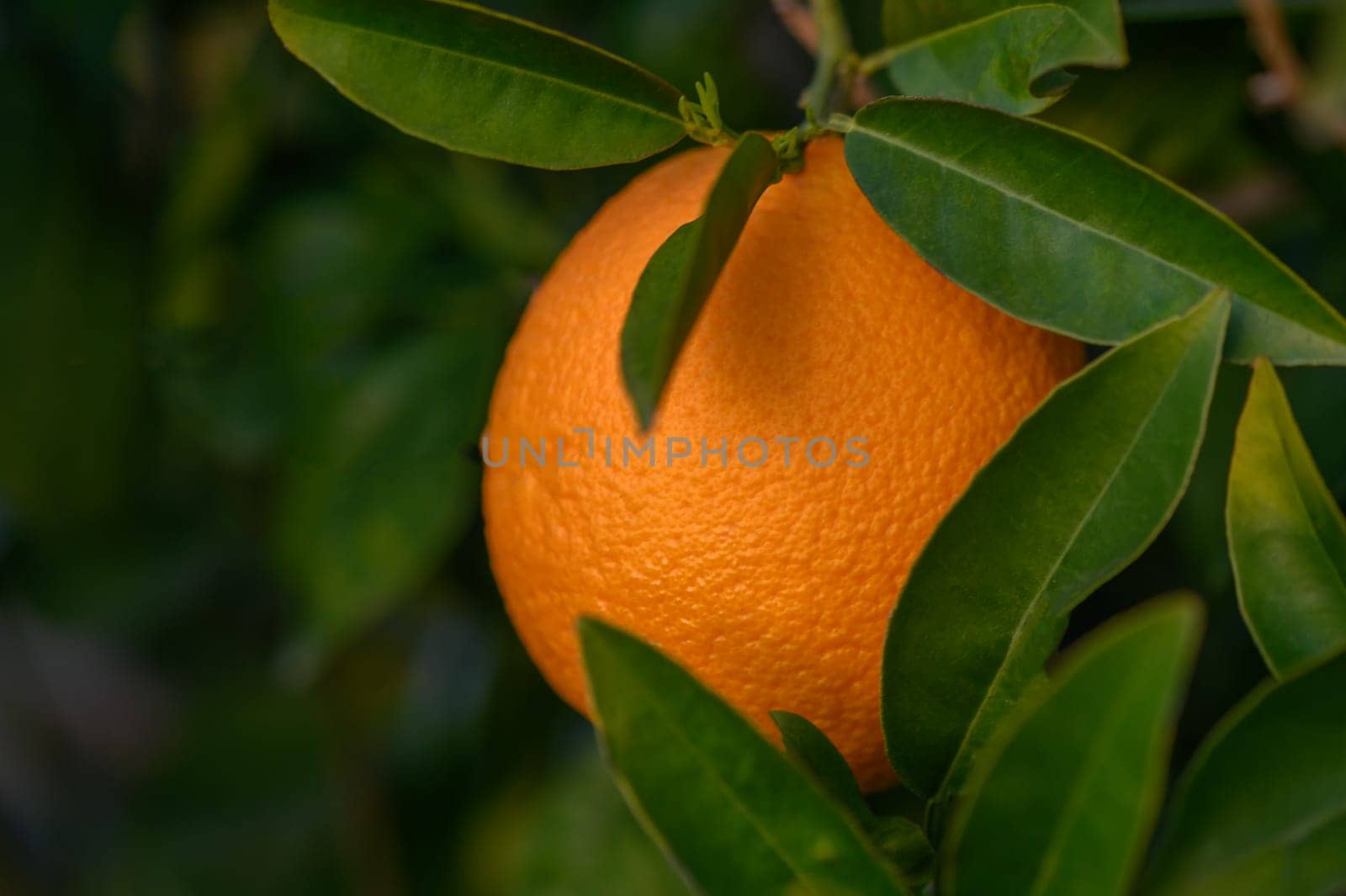 Citrus branches with organic ripe fresh oranges growing on branches with green leaves in sunny fruiting garden