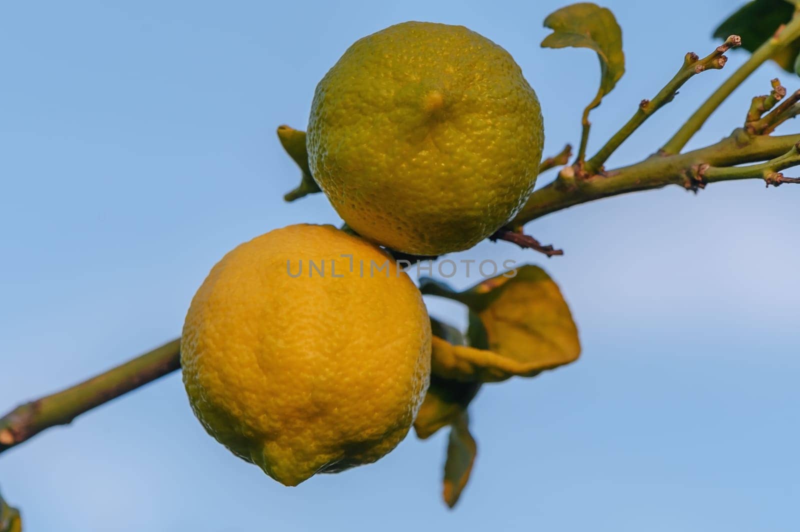 fresh ripe lemons hanging on a lemon tree branch in sunny garden