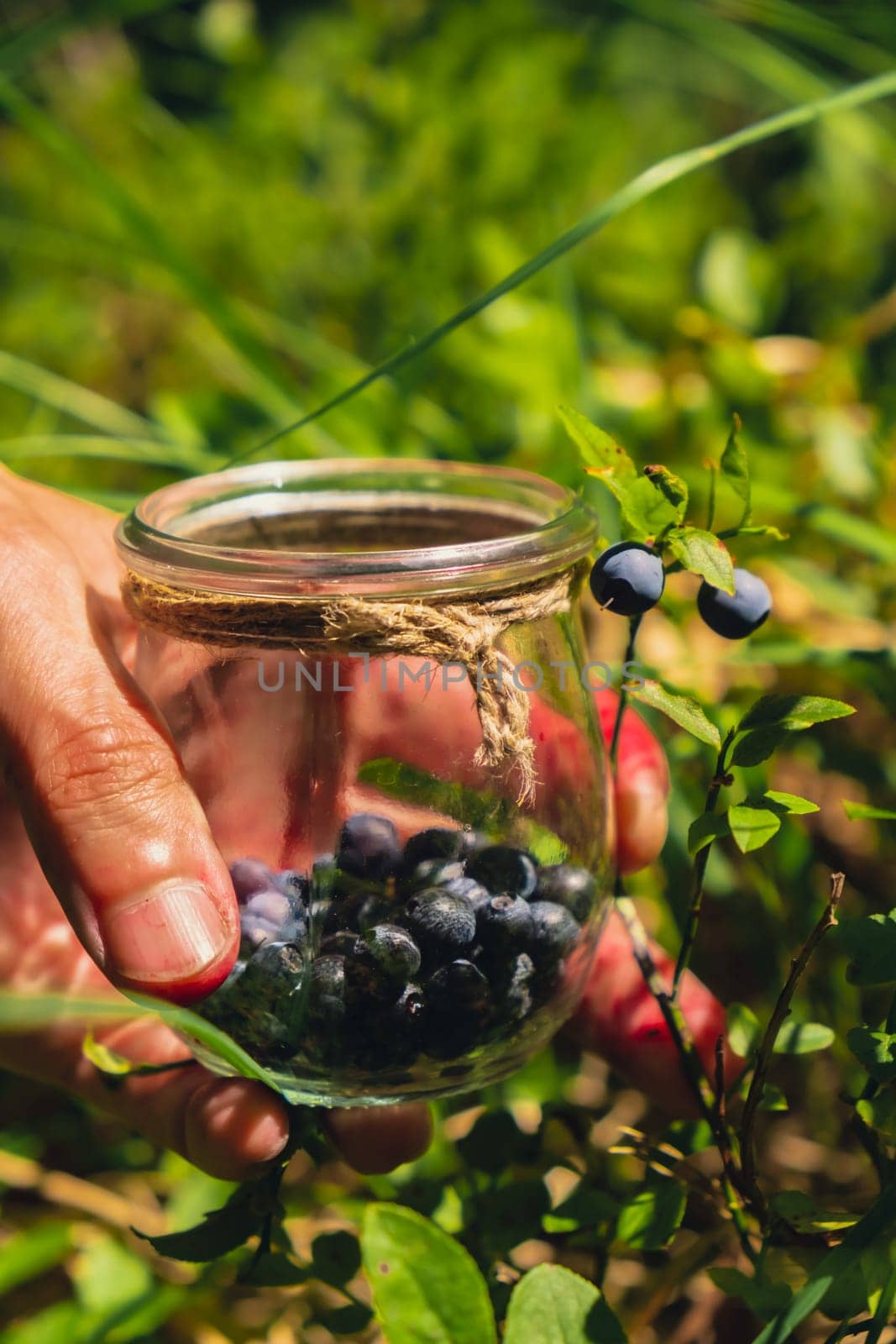 Man picking berries, process of collecting harvesting into glass jar in the forest. Bush of ripe wild blackberry in summer. Concept of organic locally grown blueberries, Seasonal bilberry countryside eco friendly