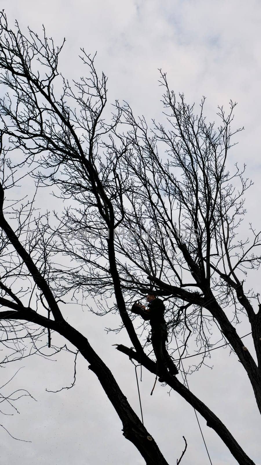 A professional arborist cuts a tree branch with a chainsaw in winter. A man on insurance with a helmet, cuffs. Vertical