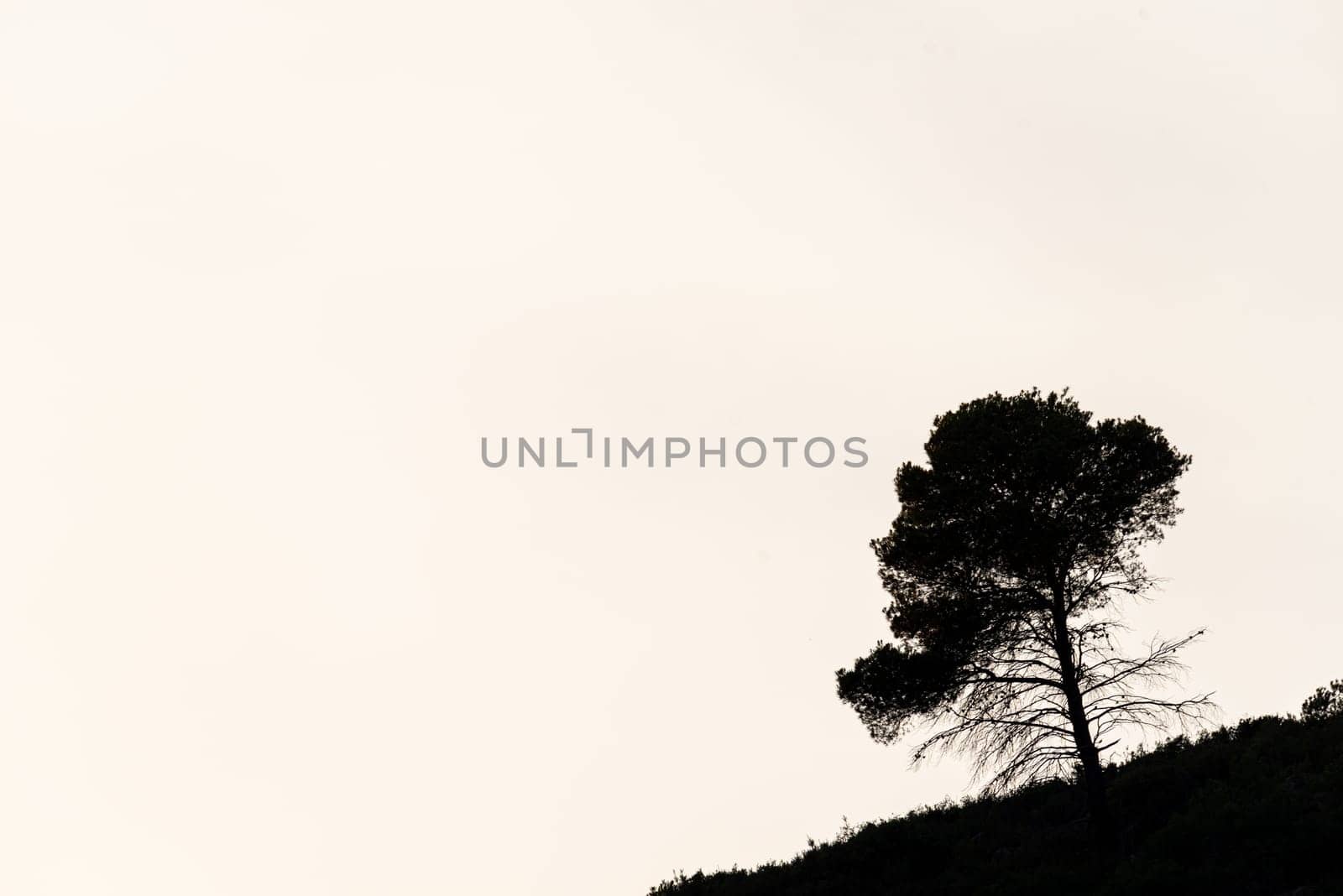 Mountain Silhouette: Pine Tree Silhouette Against Overexposed Sky.A lone pine tree stands in silhouette against the overexposed sky atop a mountain, creating a stark contrast with the blank white space