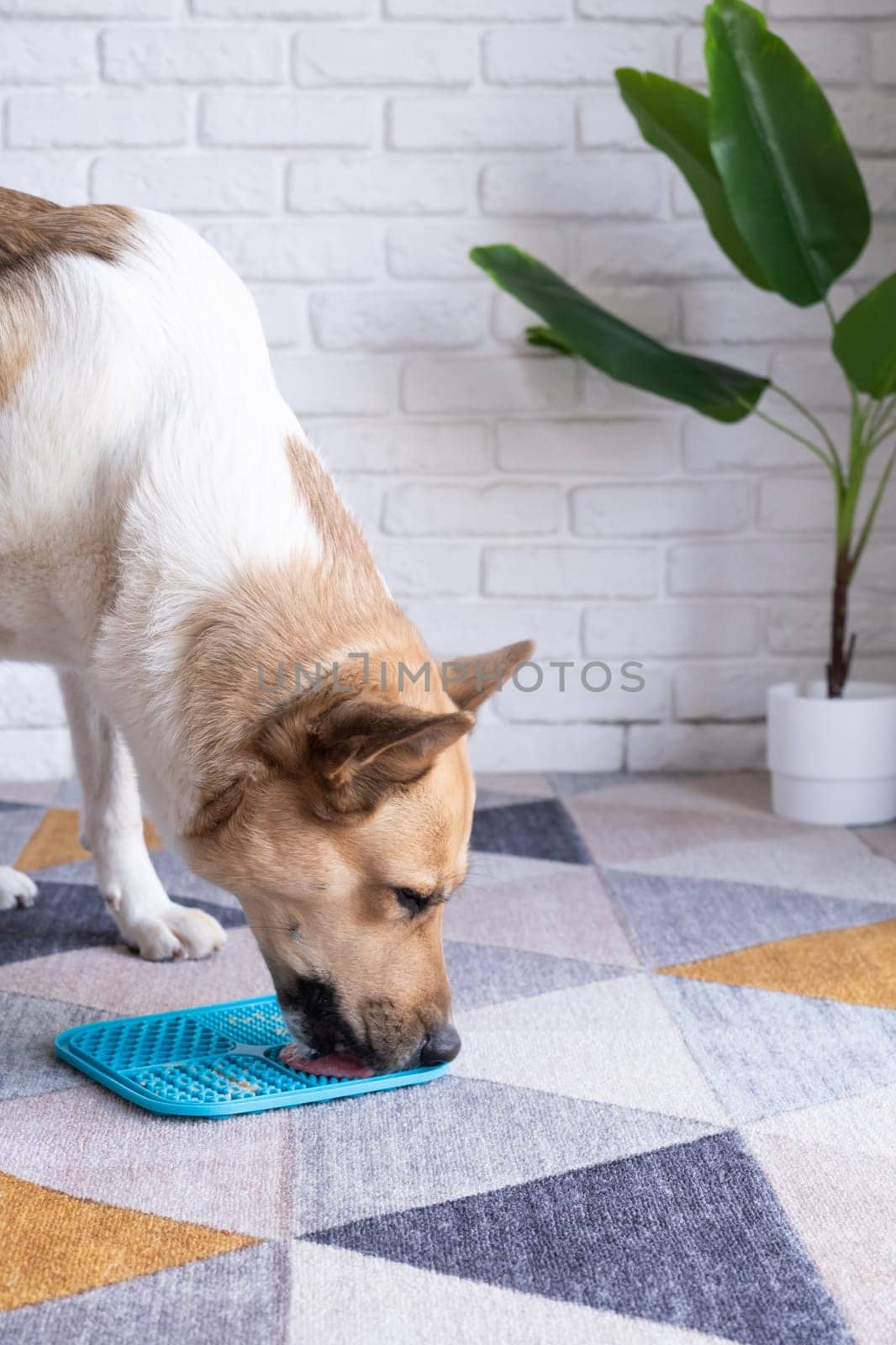 cute dog using lick mat for eating food slowly. snack mat, licking mat for cats and dogs, licking peanut butter
