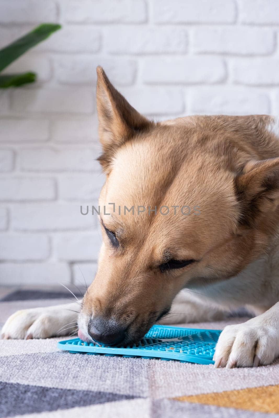 cute dog using lick mat for eating food slowly, licking peanut butter by Desperada