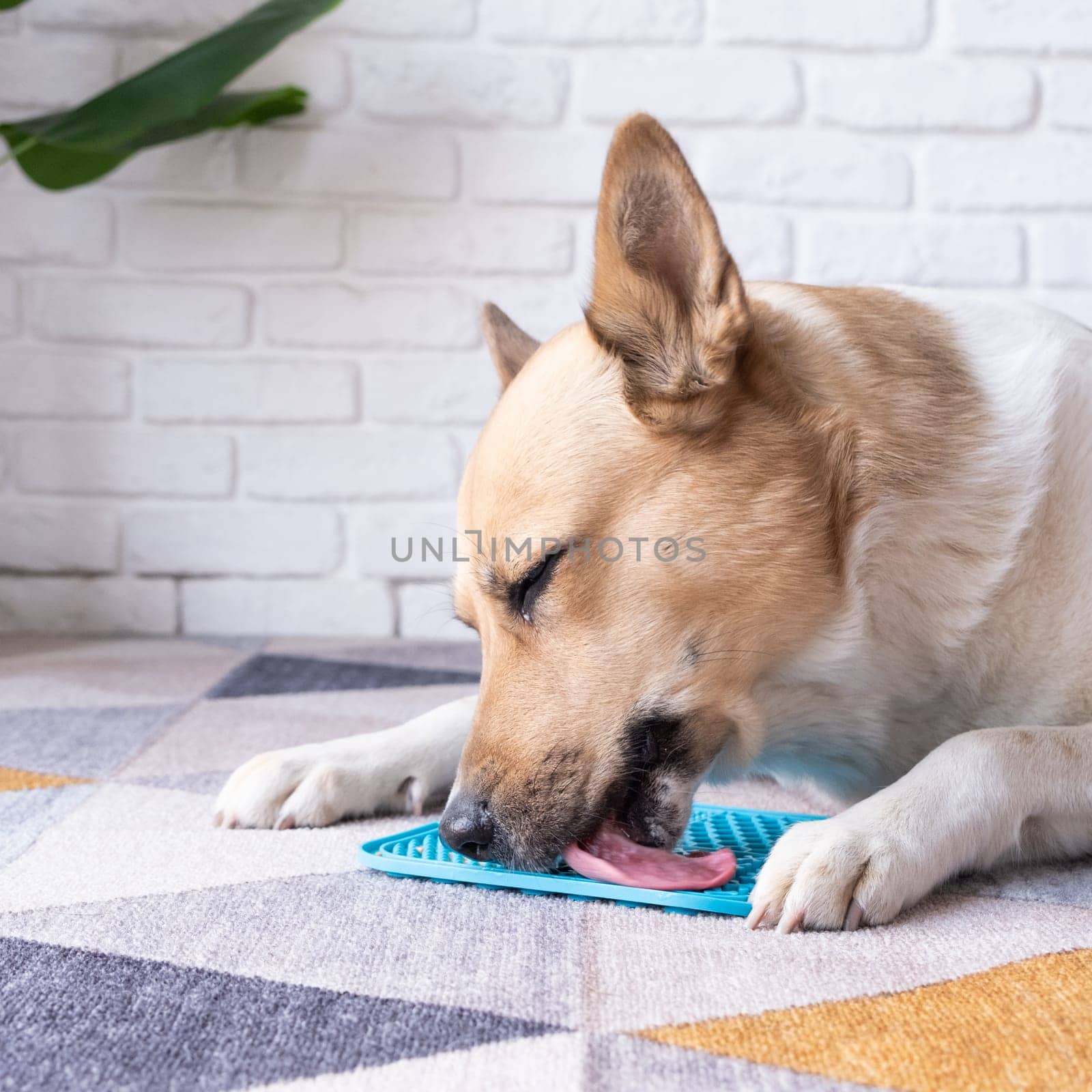 cute dog using lick mat for eating food slowly. snack mat, licking mat for cats and dogs, licking peanut butter