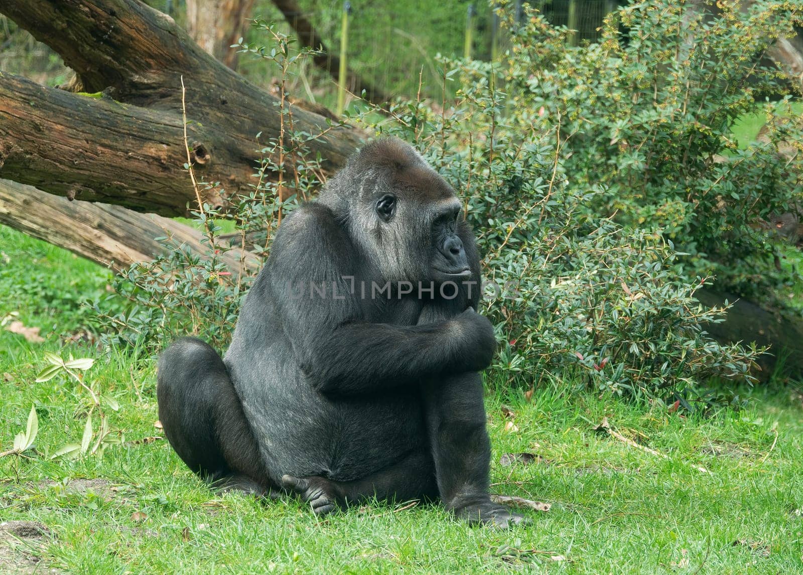 gorilla sitting on the grass with green background from trees and plants by compuinfoto