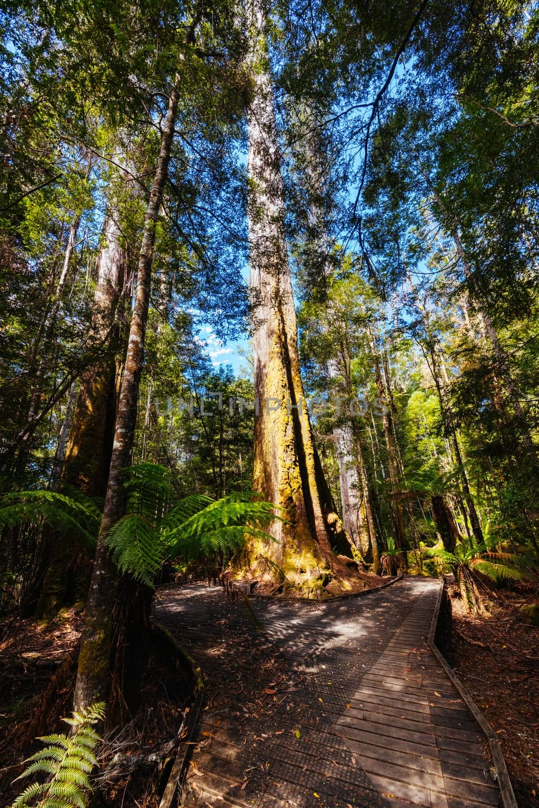 STYX VALLEY, AUSTRALIA - FEBRUARY 20 2024: Landscape of the Styx River area of the Styx Valley near Maydena in Southwest National Park, Tasmania, Australia