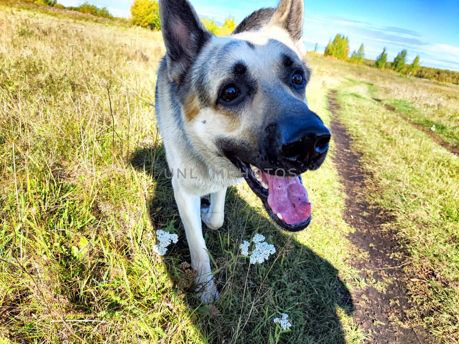 Dog German Shepherd in a field in summer or autumn day. Russian eastern European dog veo. Travel, trip and walk