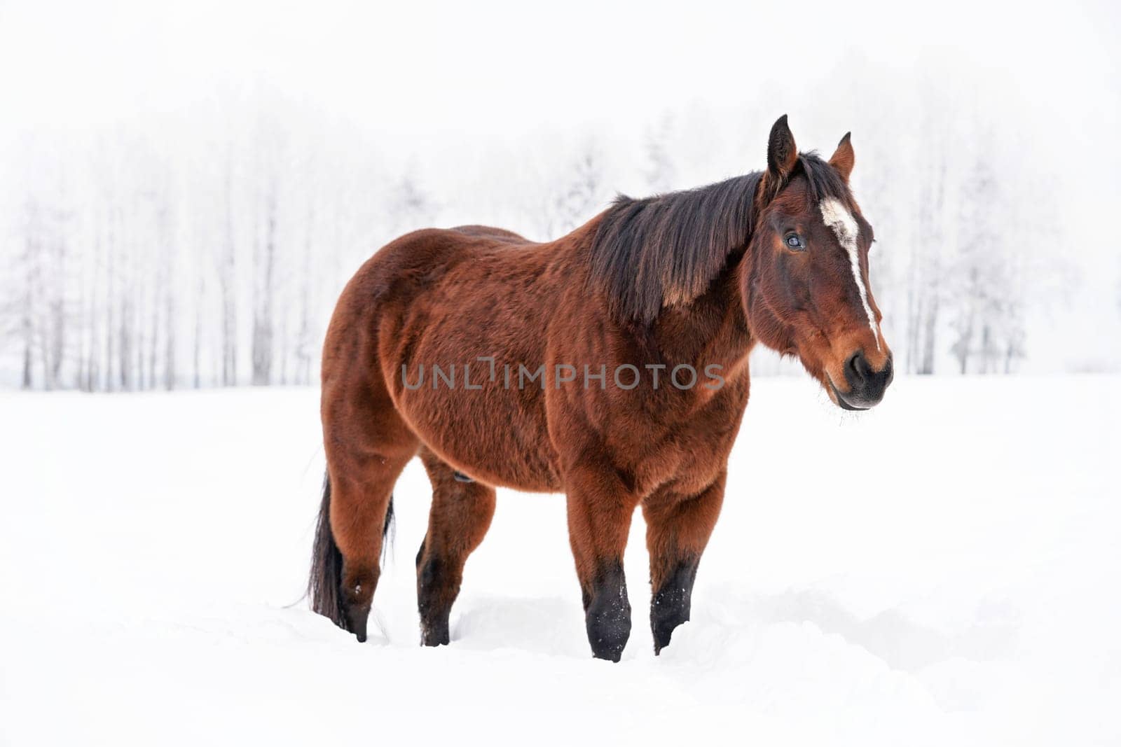Dark brown horse walks on snow, blurred threes in background
