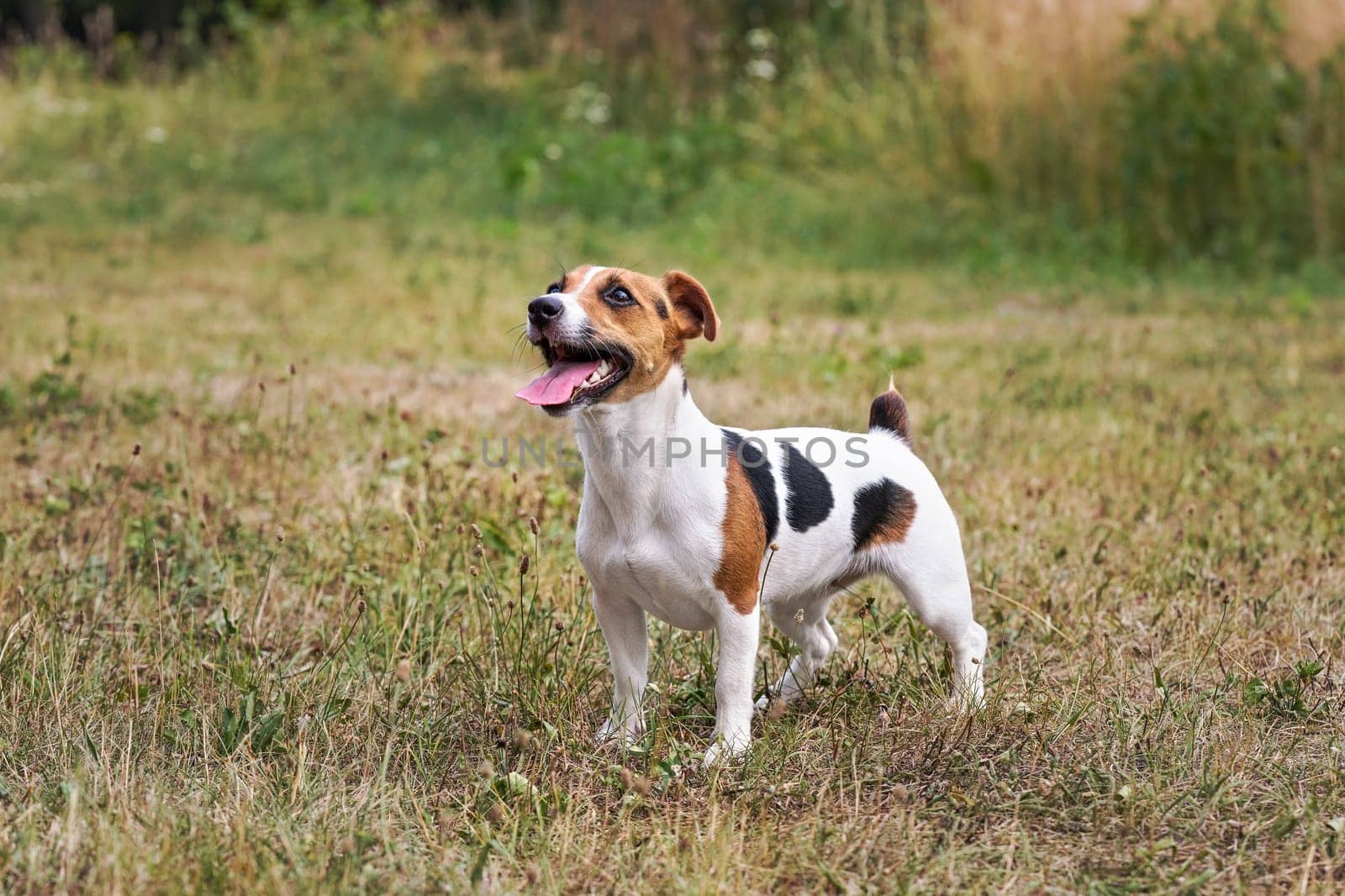 Small Jack Russell dog standing on meadow, her tongue out, looking up, waiting for toy to be thrown for her by Ivanko
