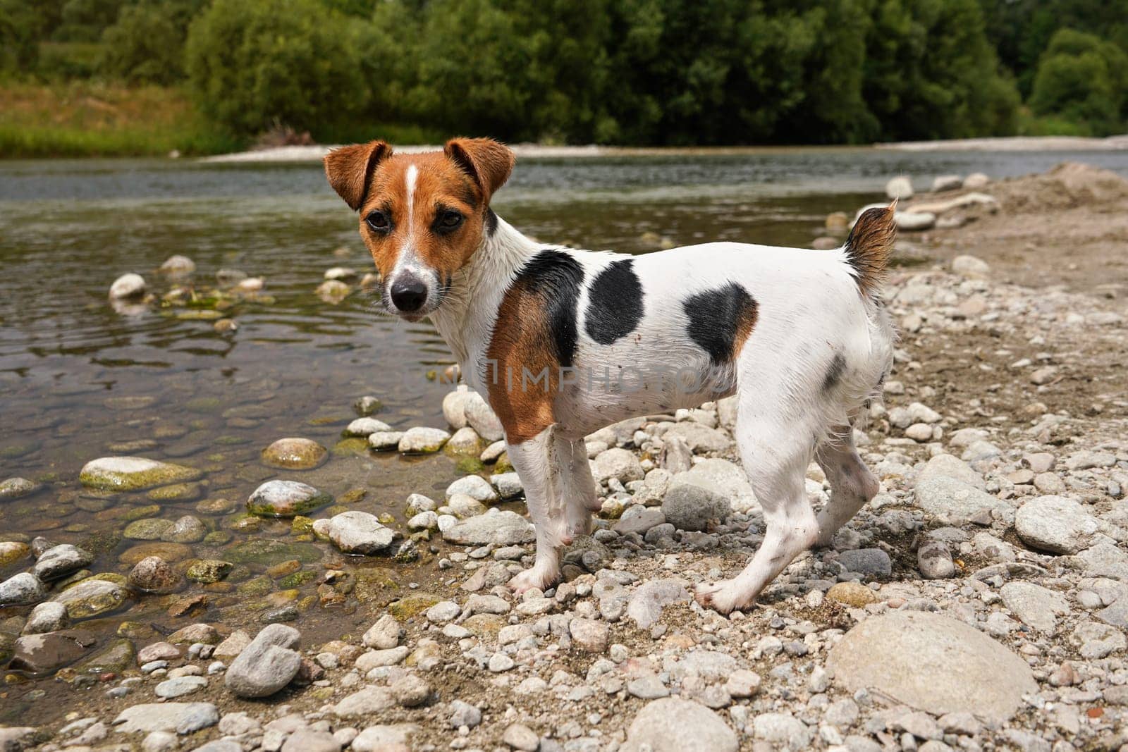 Small Jack Russell terrier, walking on shore near river, her fur still wet from swimming, side view, looking to camera by Ivanko