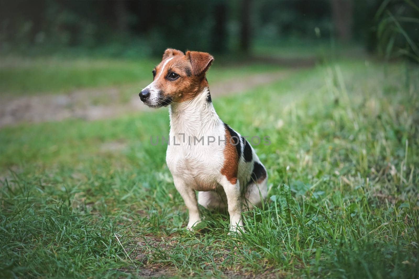 Small Jack Russell terrier sitting on grass near footpath, looking to side, her fur still little wet from swimming in river